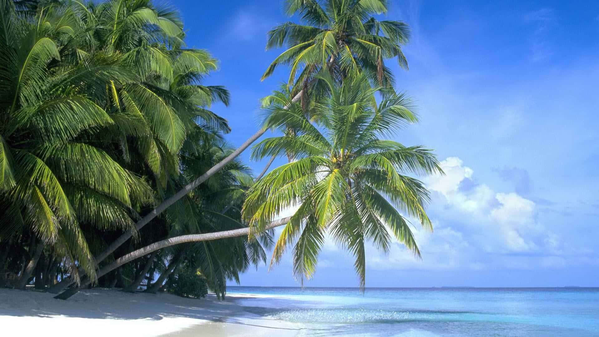 palm trees, beach, white sand, Full HD Desktop Wallpaper