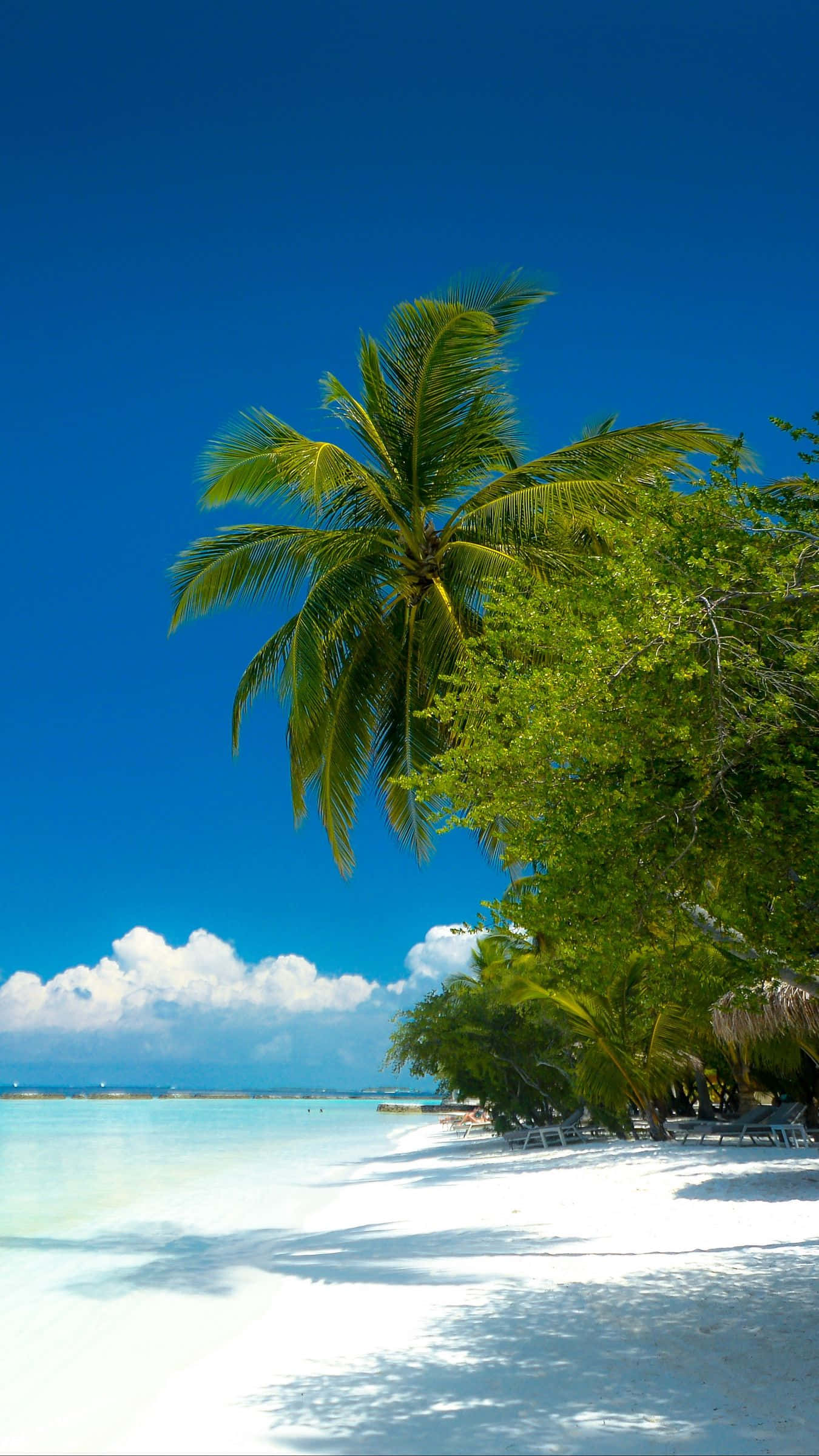 palm trees, tropical beach, white sand, Full HD Phone Wallpaper