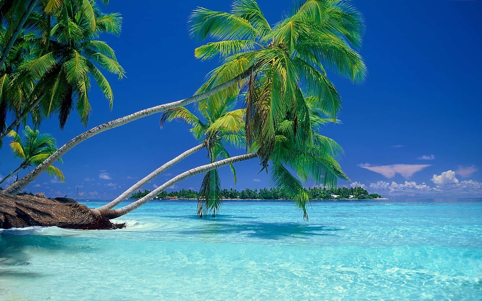 Tropical paradise beach, lush green palm trees, crystal clear turquoise waters, HD Desktop Wallpaper