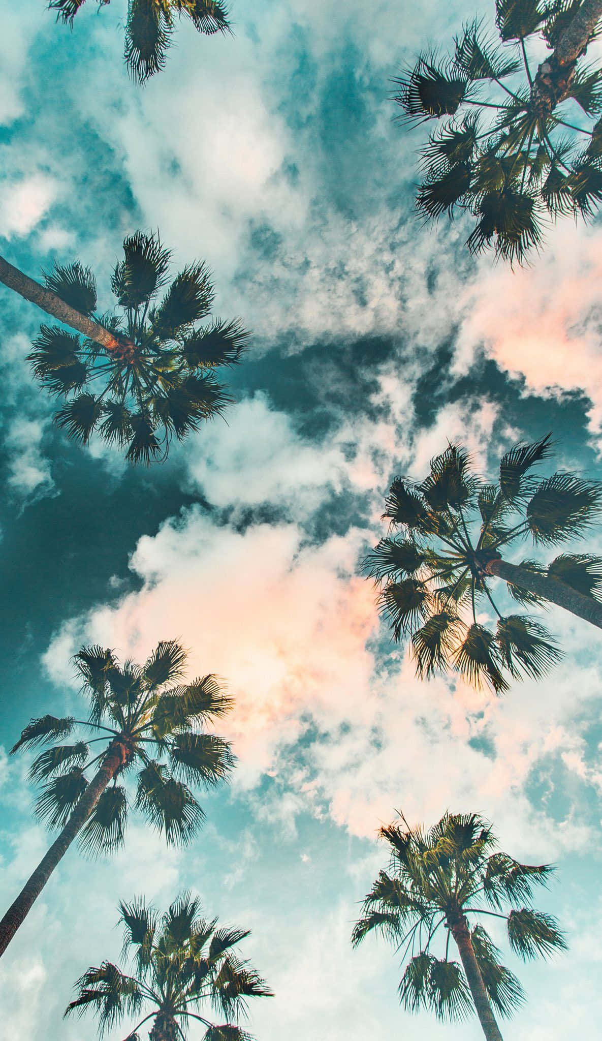 palm tree, teal clouds, soft pink sunset hues, Full HD Phone Wallpaper