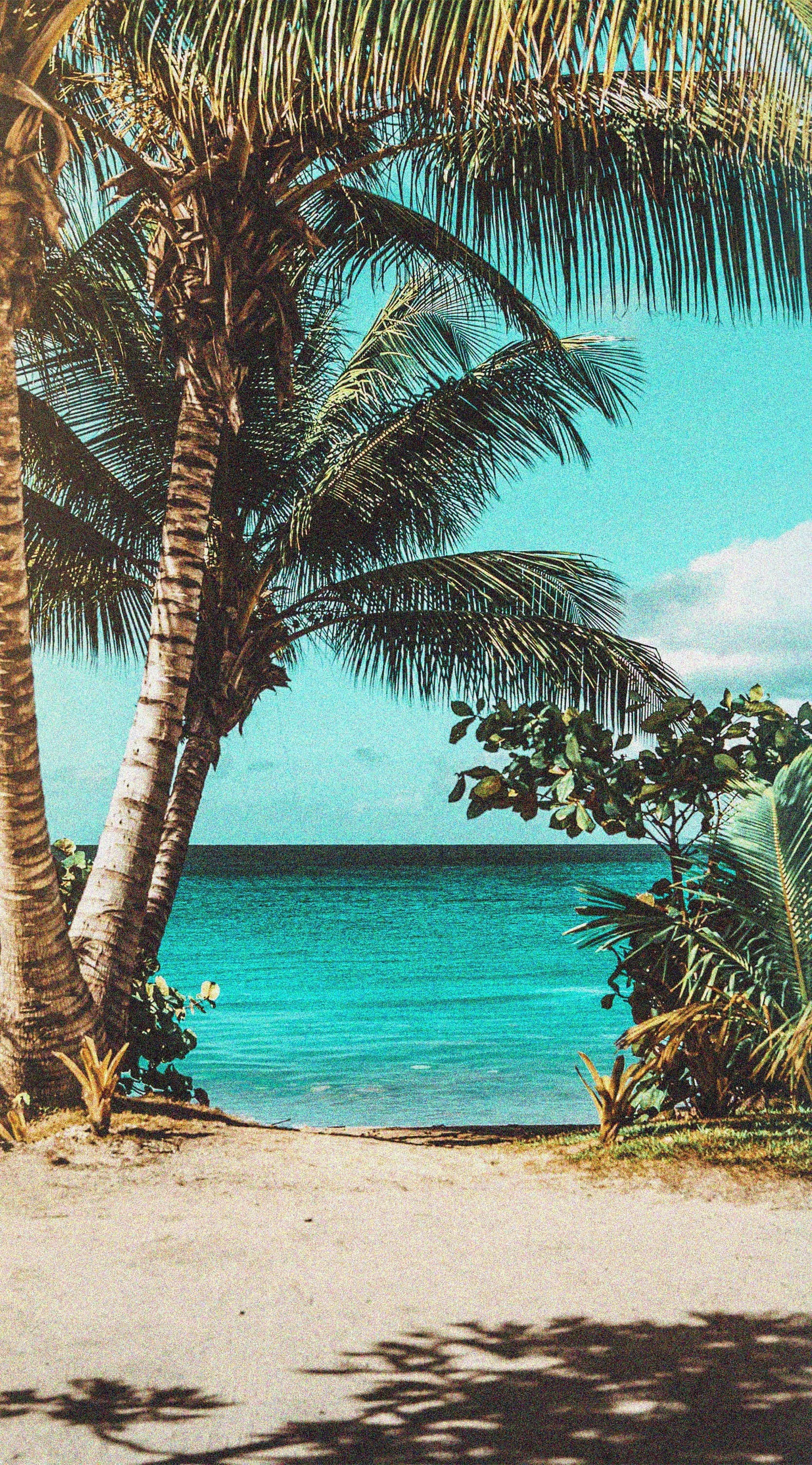 tropical beach, palm trees, sandy path, 2K Phone Wallpaper