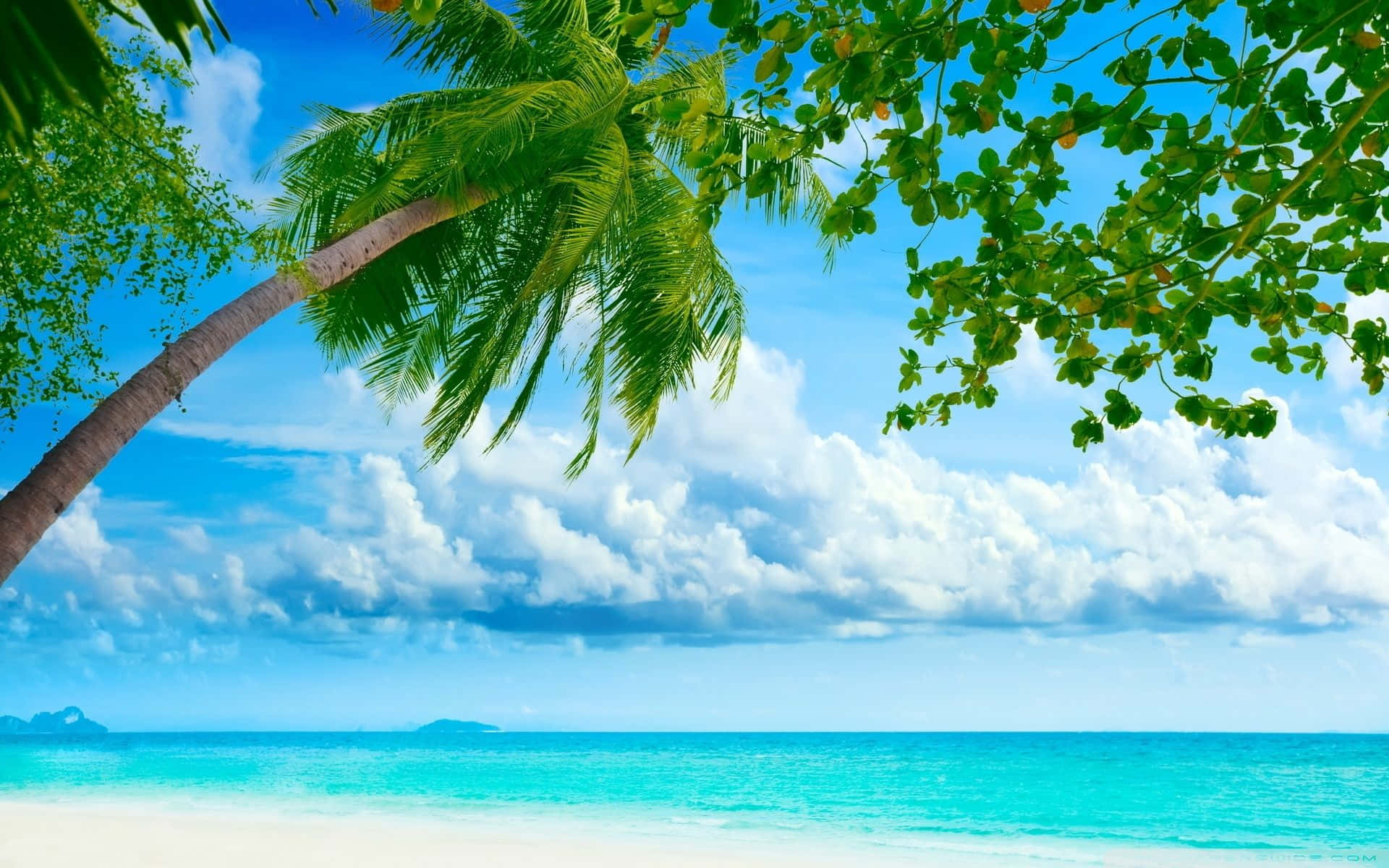 Beach Resort, tropical beach, leaning palm tree, Full HD Desktop Wallpaper