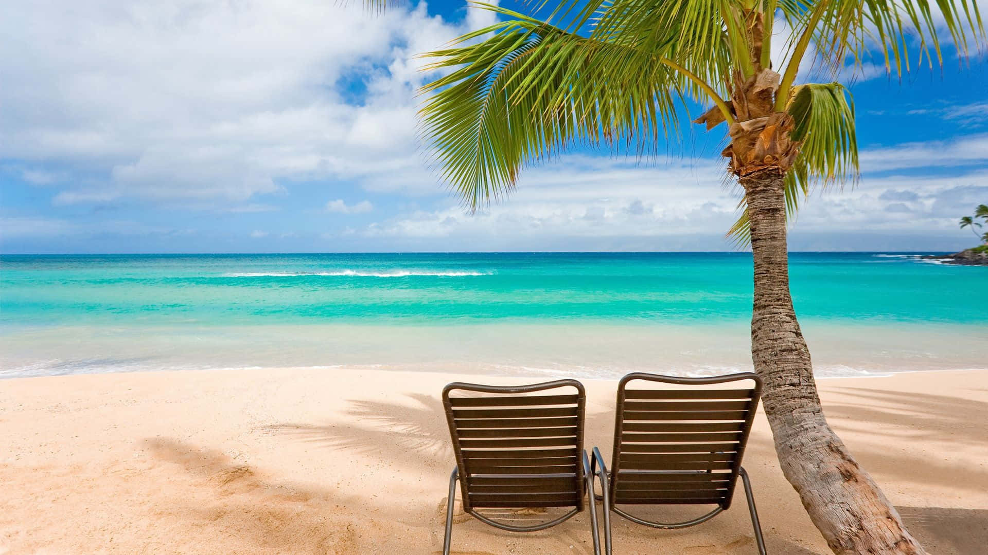 Beach Resort, lounge chairs, palm tree, Full HD Desktop Wallpaper