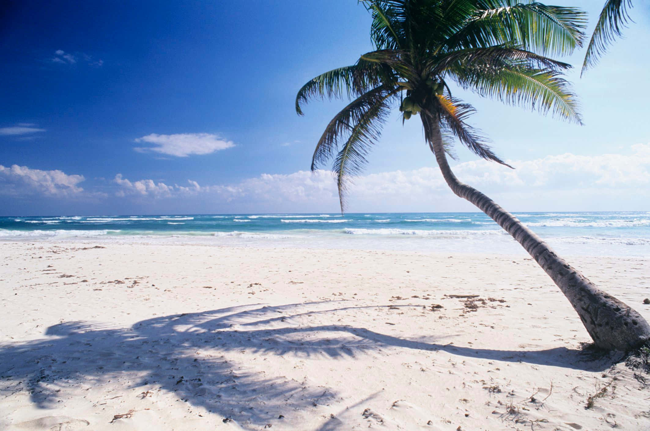 Beach Sand, palm tree, pristine white sand, Full HD Desktop Wallpaper