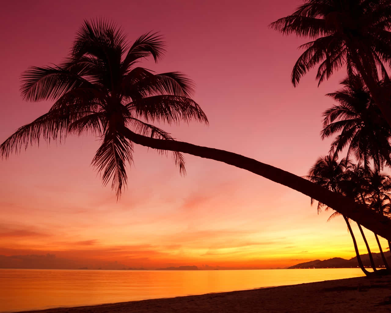 tropical sunset, orange and purple sky, silhouetted palm trees, HD Desktop Wallpaper