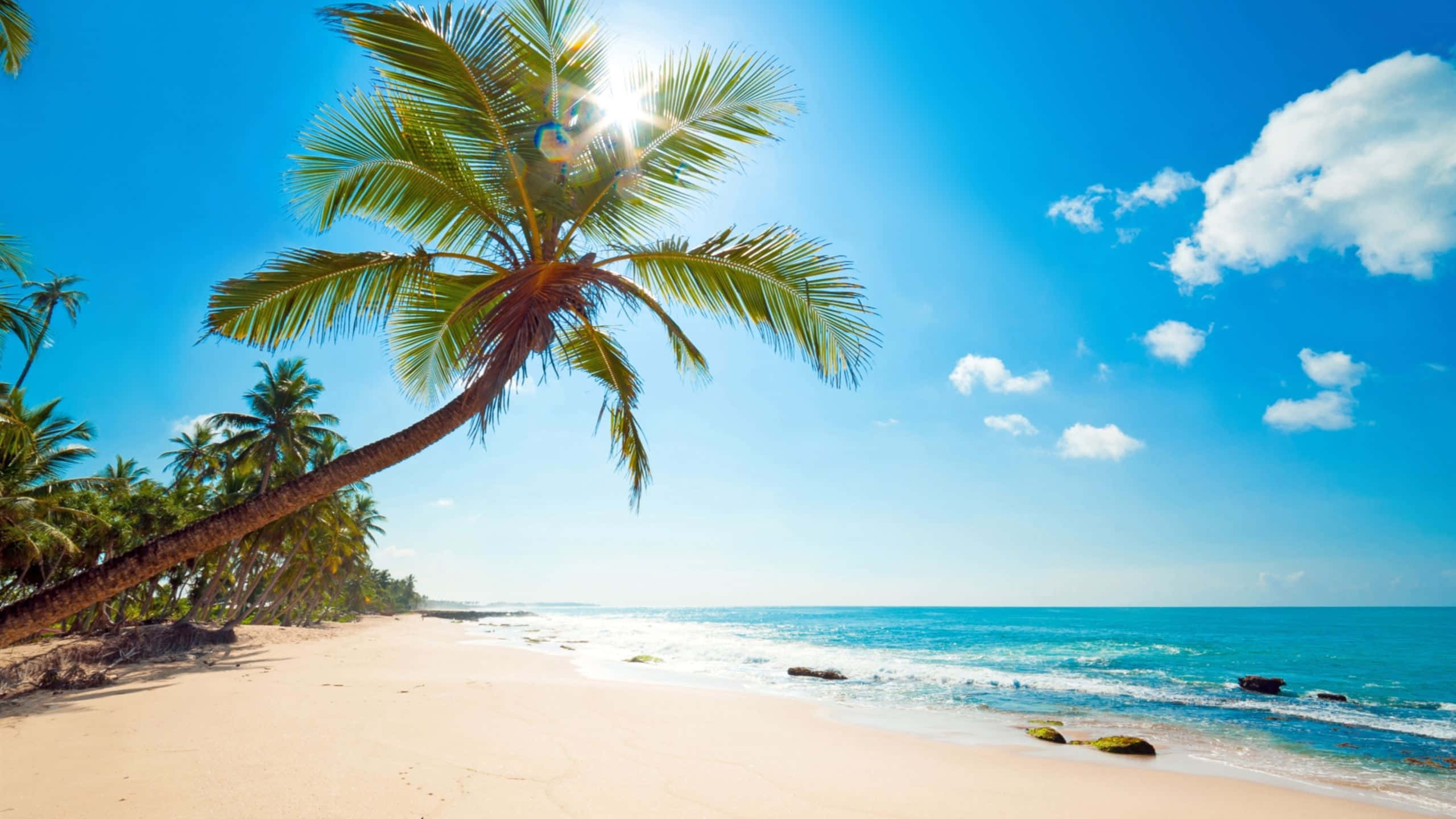 tropical beach, leaning palm tree, turquoise waters, 2K Desktop Wallpaper