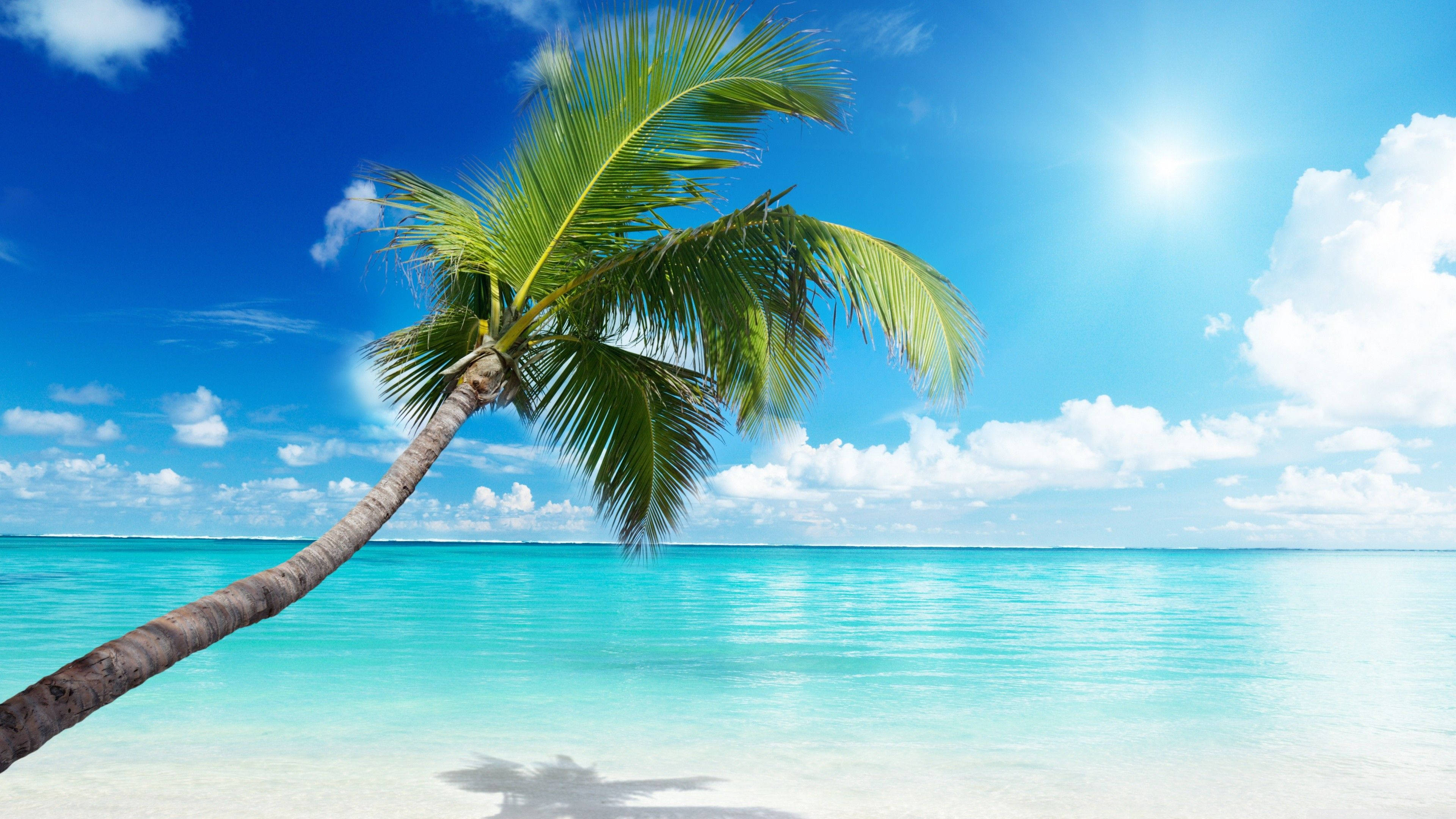 palm tree, turquoise waters, bright blue sky, 4K Desktop Wallpaper