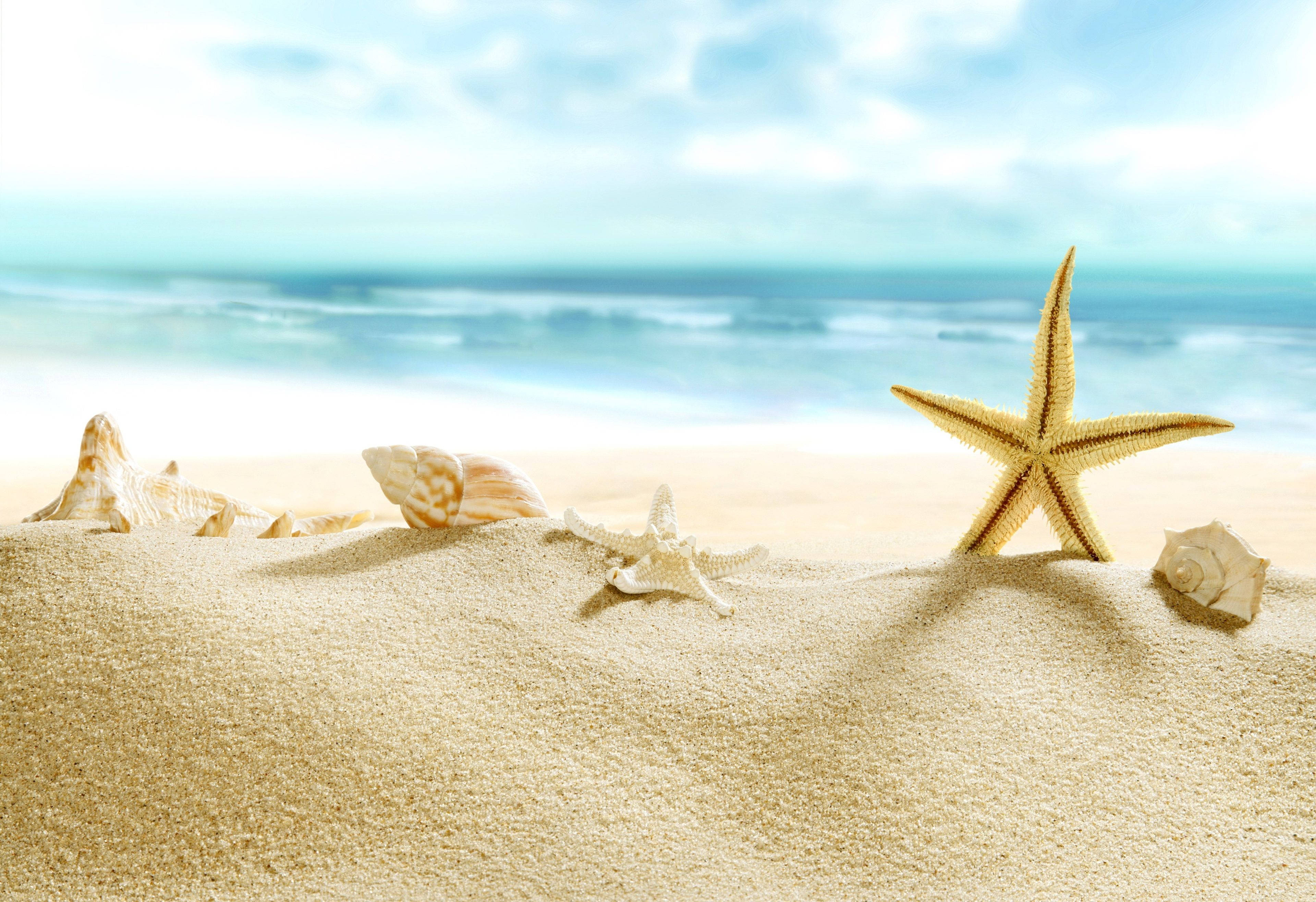 beach scenes desktop, golden sand, seashells, 4K Desktop Wallpaper