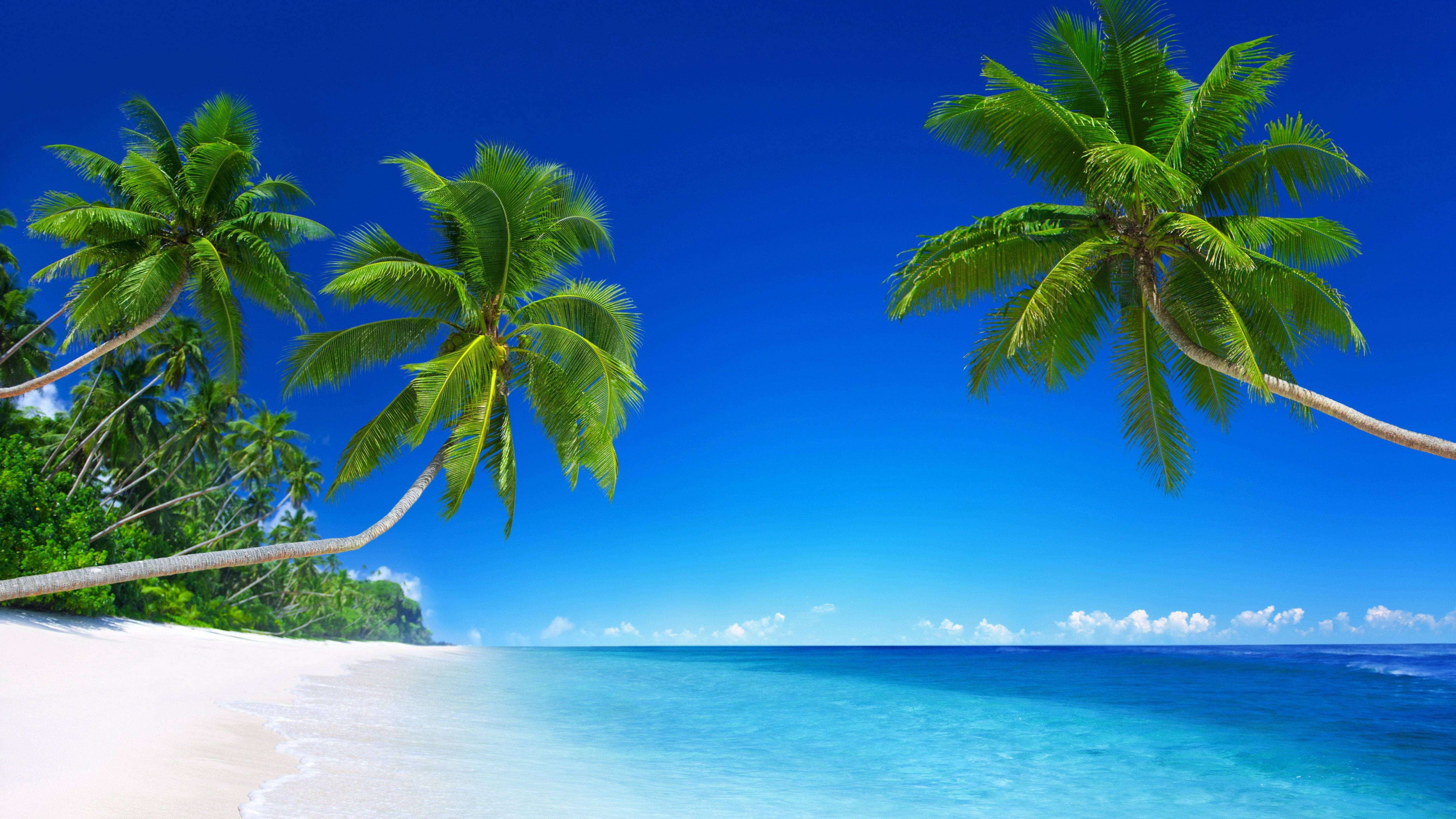 beach scenes desktop, tropical paradise, lush green palm trees, 5K Desktop Wallpaper