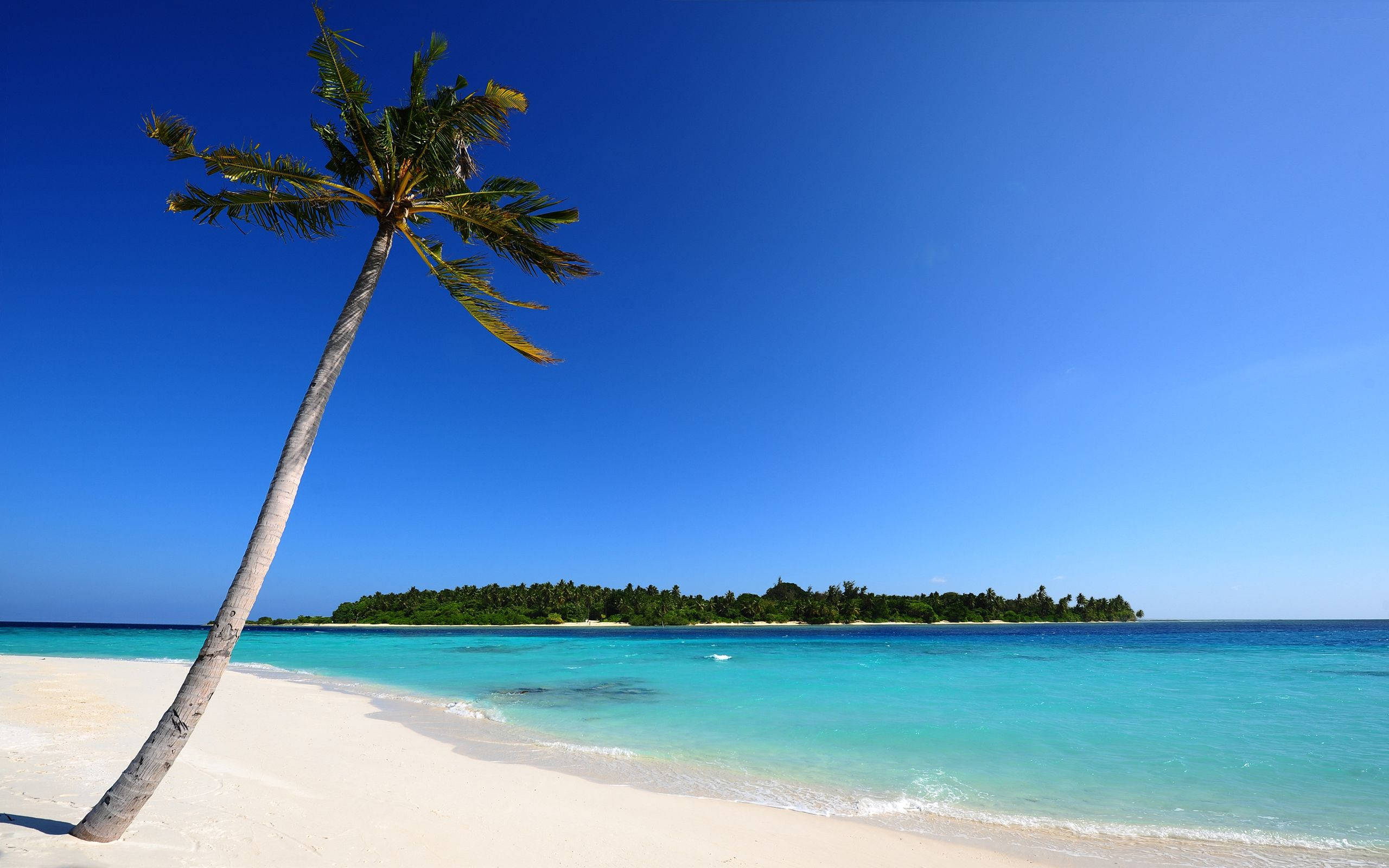 Deserted Beach Scenes Desktop, palm tree, pristine white sand, 2K Desktop Wallpaper
