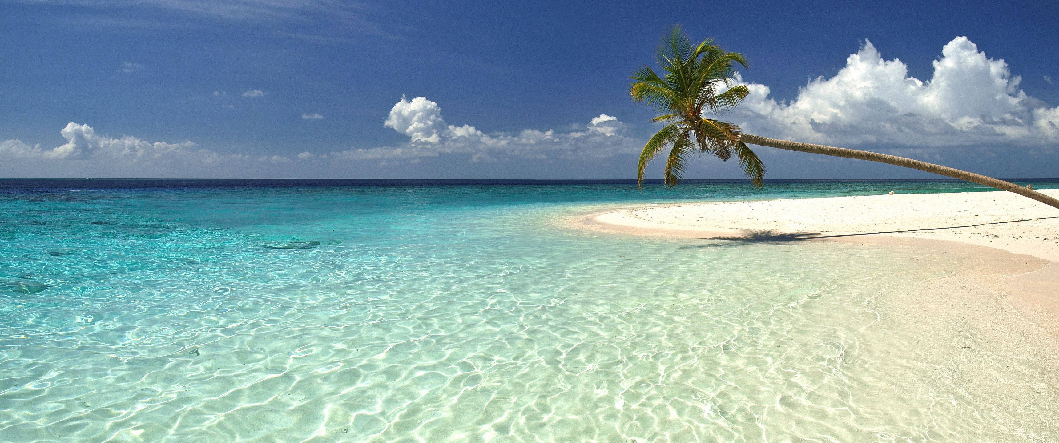 ultrawide monitor, palm tree, crystal clear turquoise waters, 2K Desktop Wallpaper