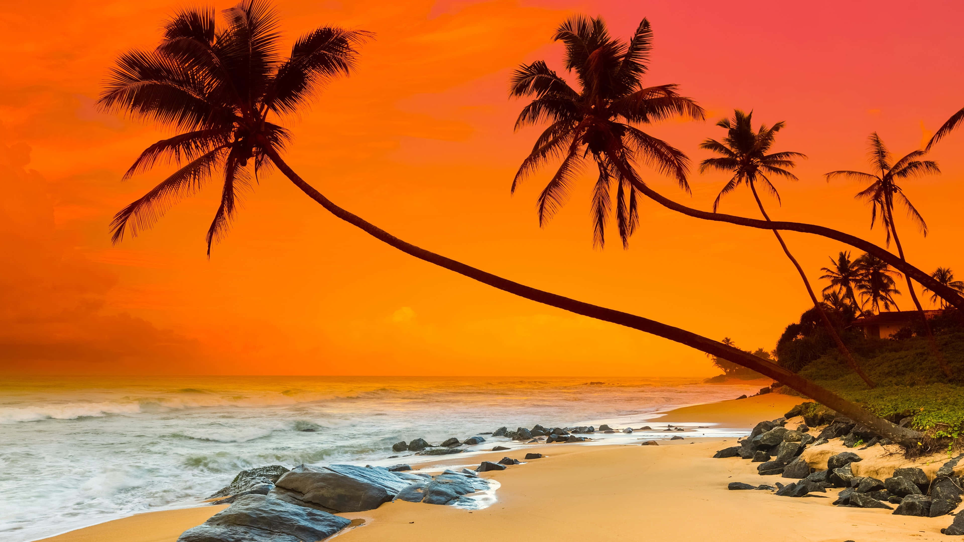 beach, sky, palm trees, 4K Desktop Wallpaper