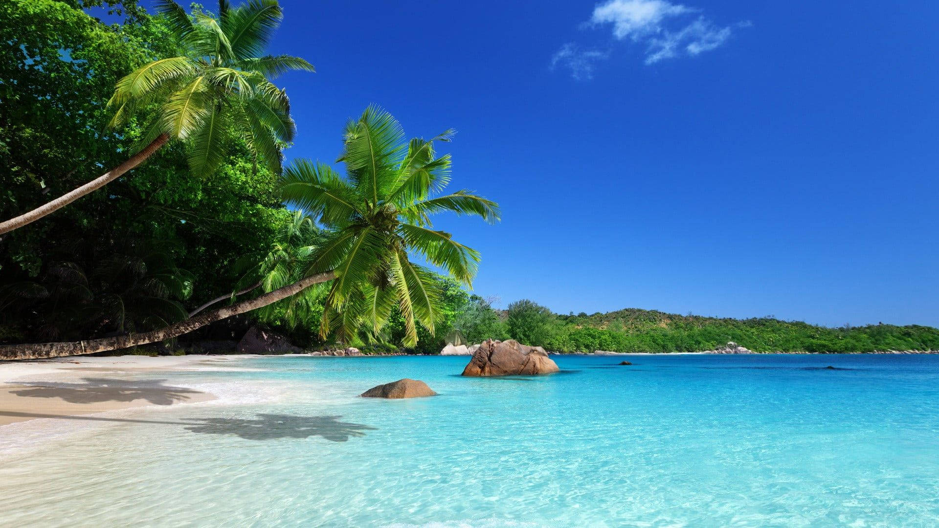 coconut trees, seashore, turquoise waters, Full HD Desktop Wallpaper