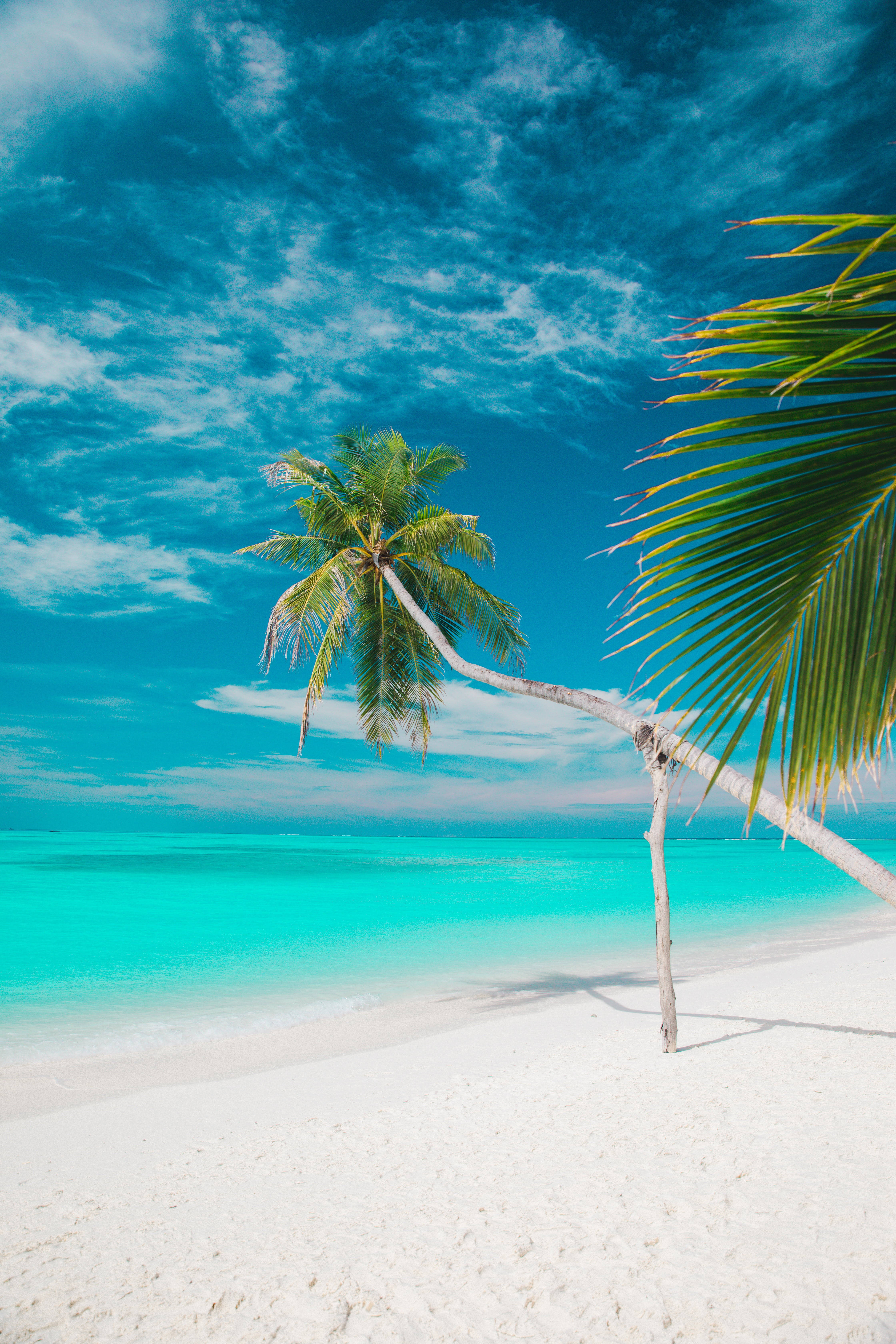 iPhone 7, white sand, palm tree, 5K Phone Wallpaper