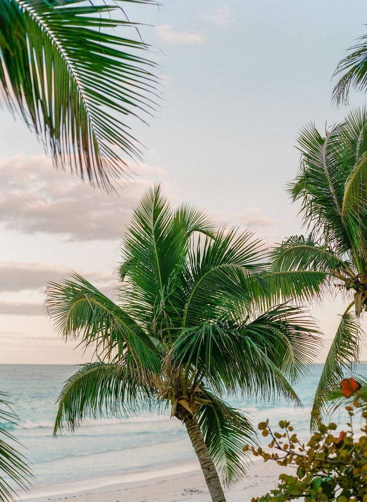 Madadascar Coconut, tropical palm trees, sandy beach, SD Phone Wallpaper