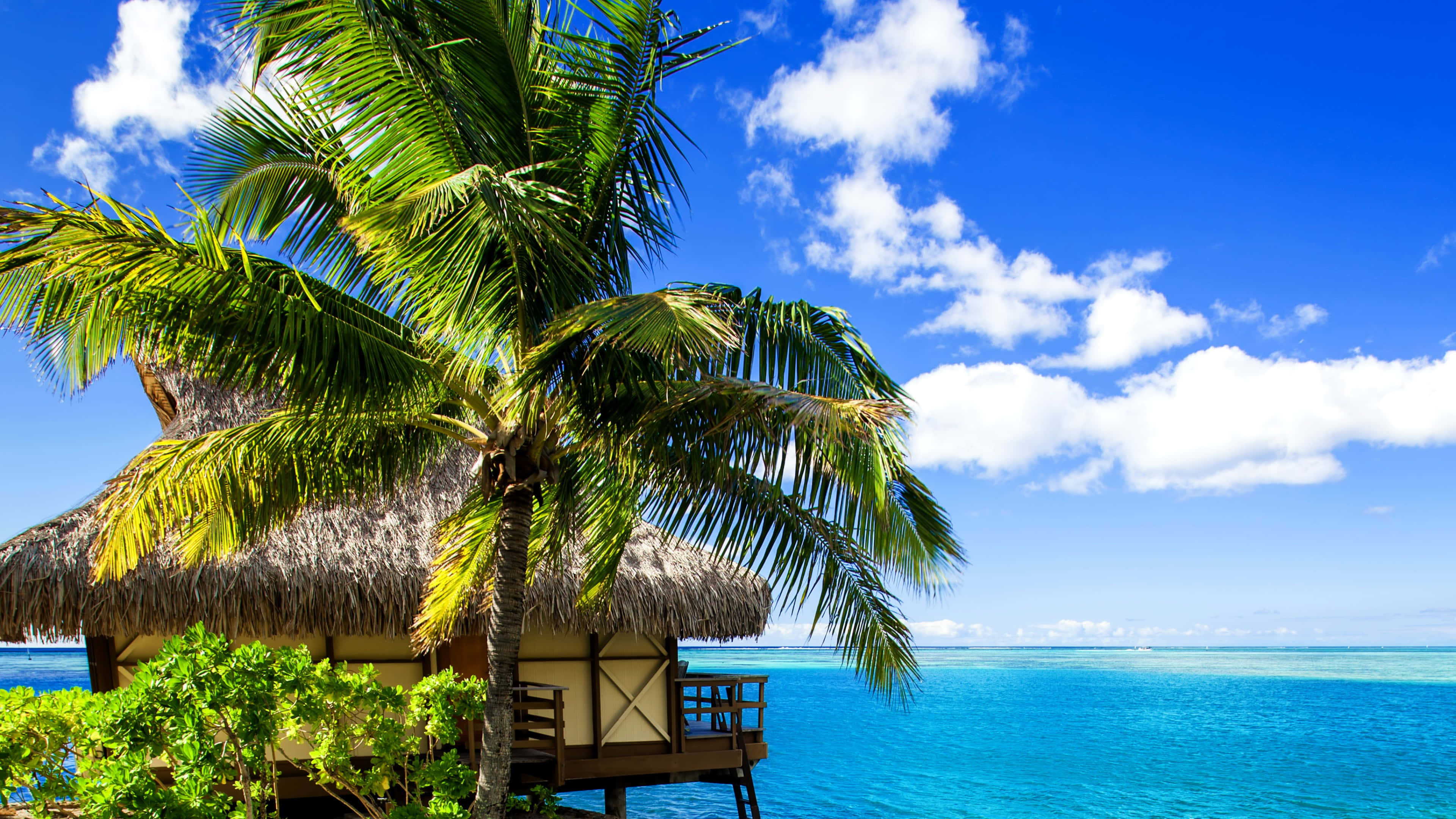 thatched-roof overwater bungalow, lush palm tree, turquoise ocean, 4K Desktop Wallpaper