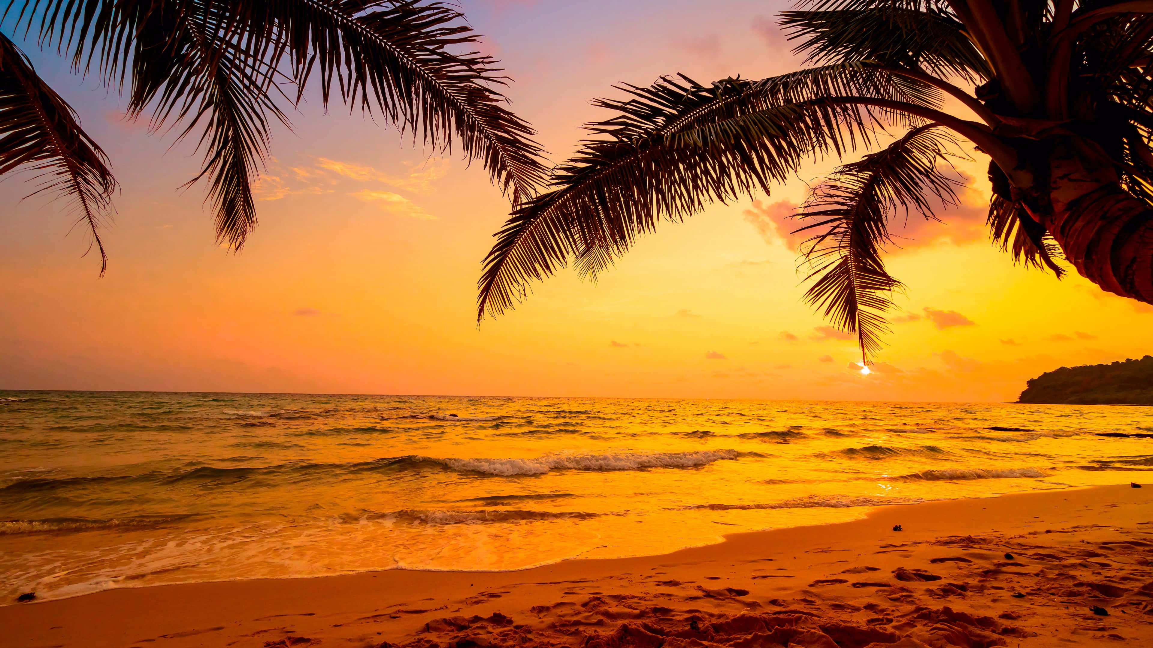 Beach Sky, golden sunset, palm fronds, 4K Desktop Wallpaper