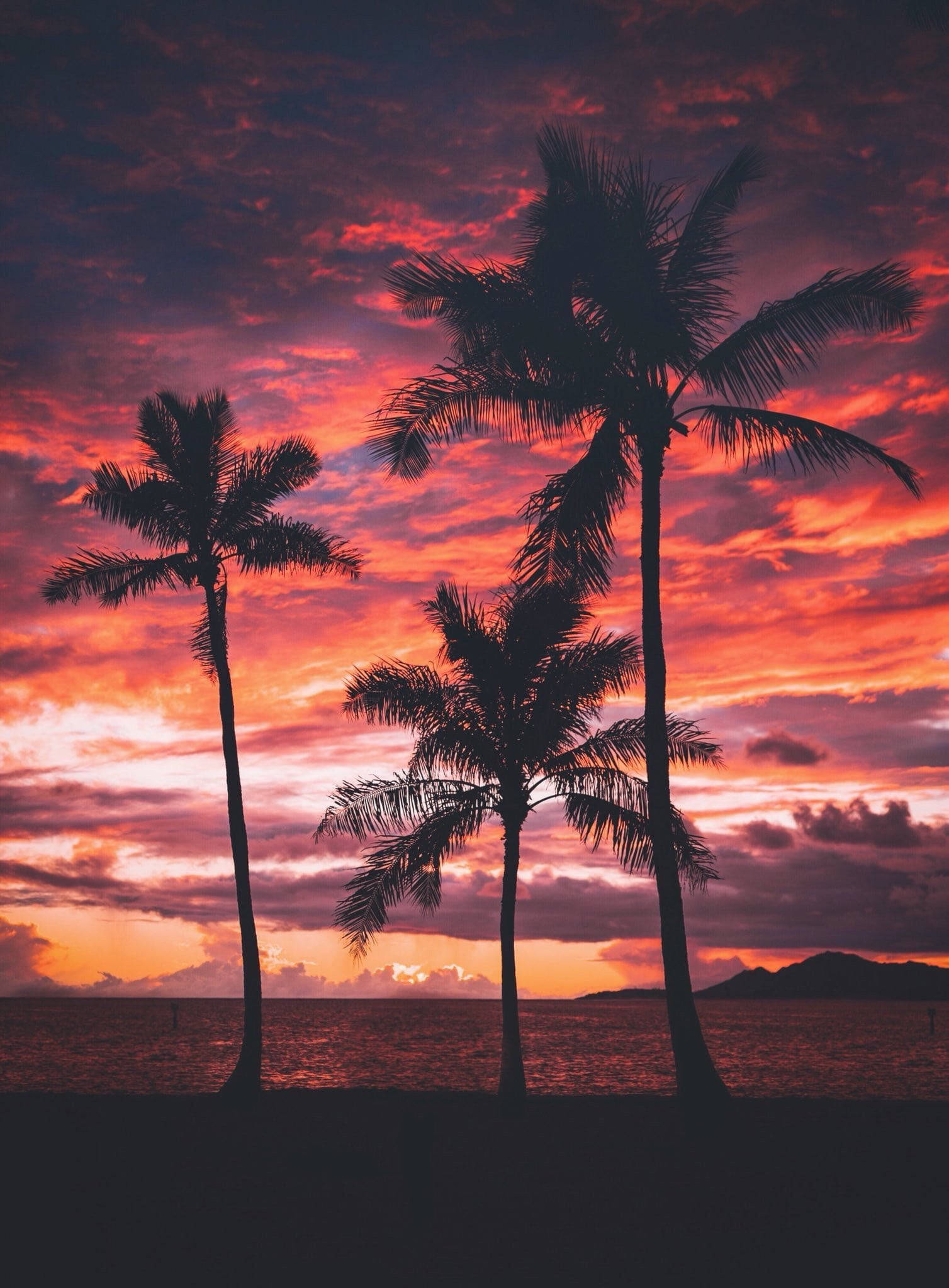 iPhone 7, Beach Pink Sky, palm trees, Full HD Phone Wallpaper