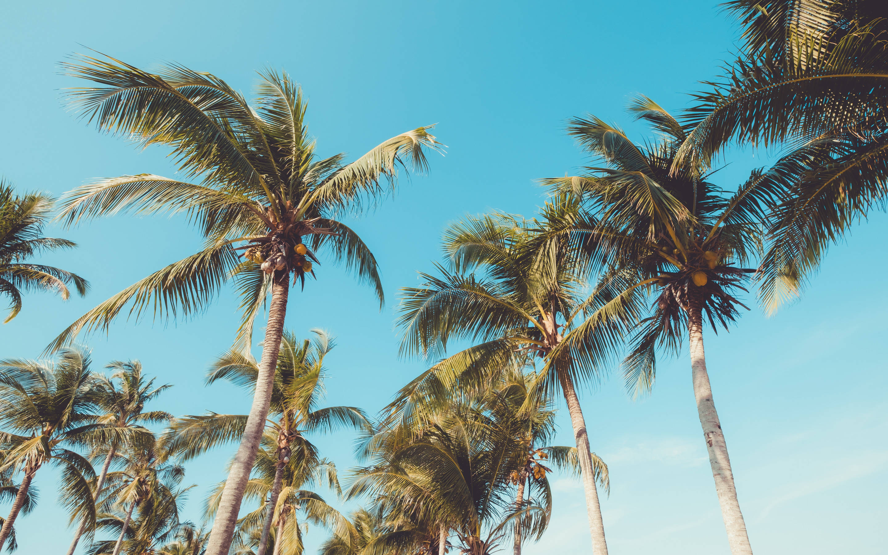 coconut trees, clear blue sky, tropical paradise, 2K Desktop Wallpaper