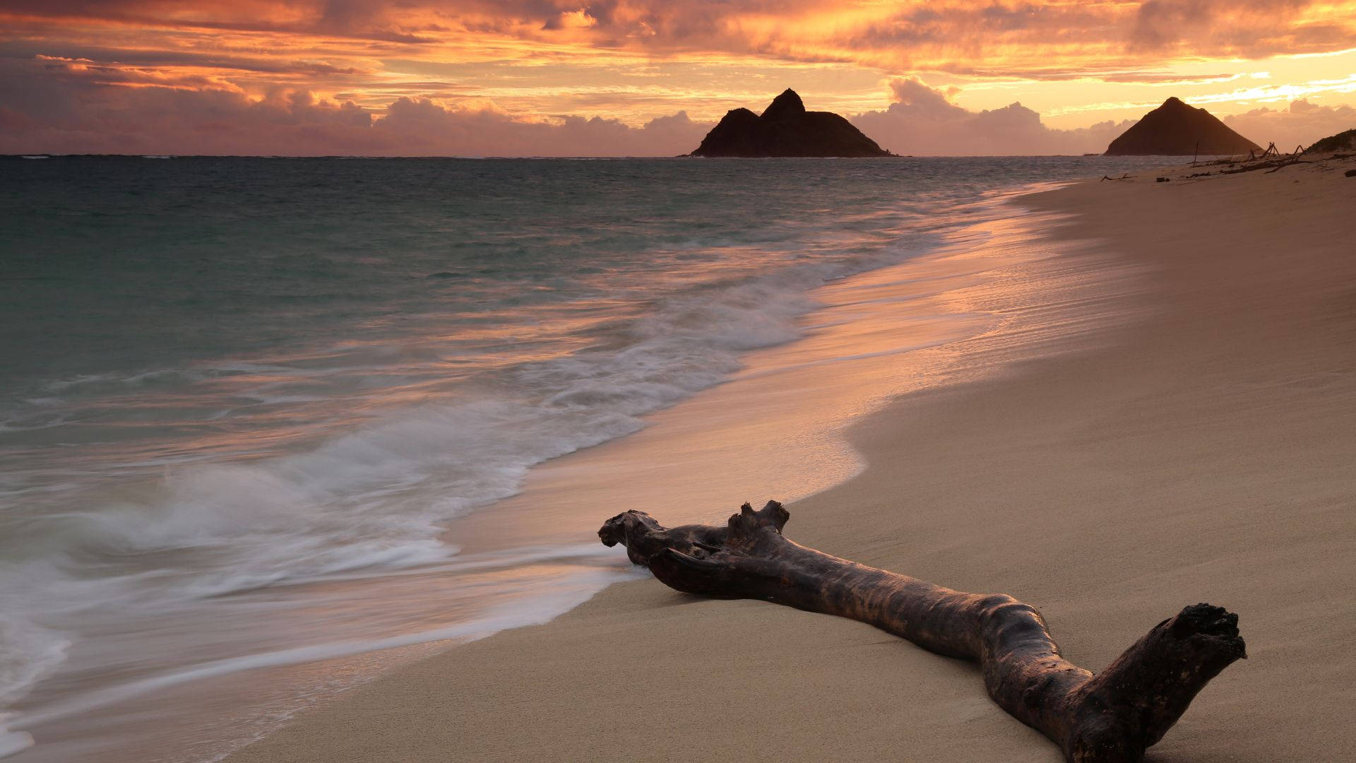 tree branch, beach, sunrise, Full HD Desktop Wallpaper