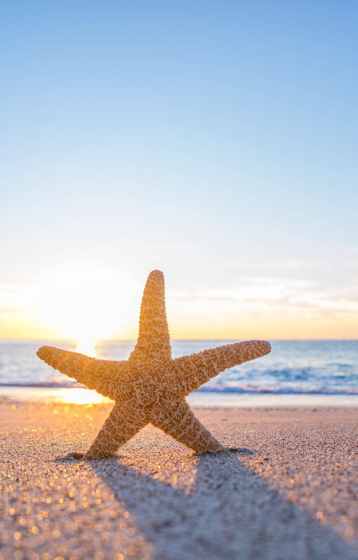 starfish, beach, sunrise, HD Phone Wallpaper