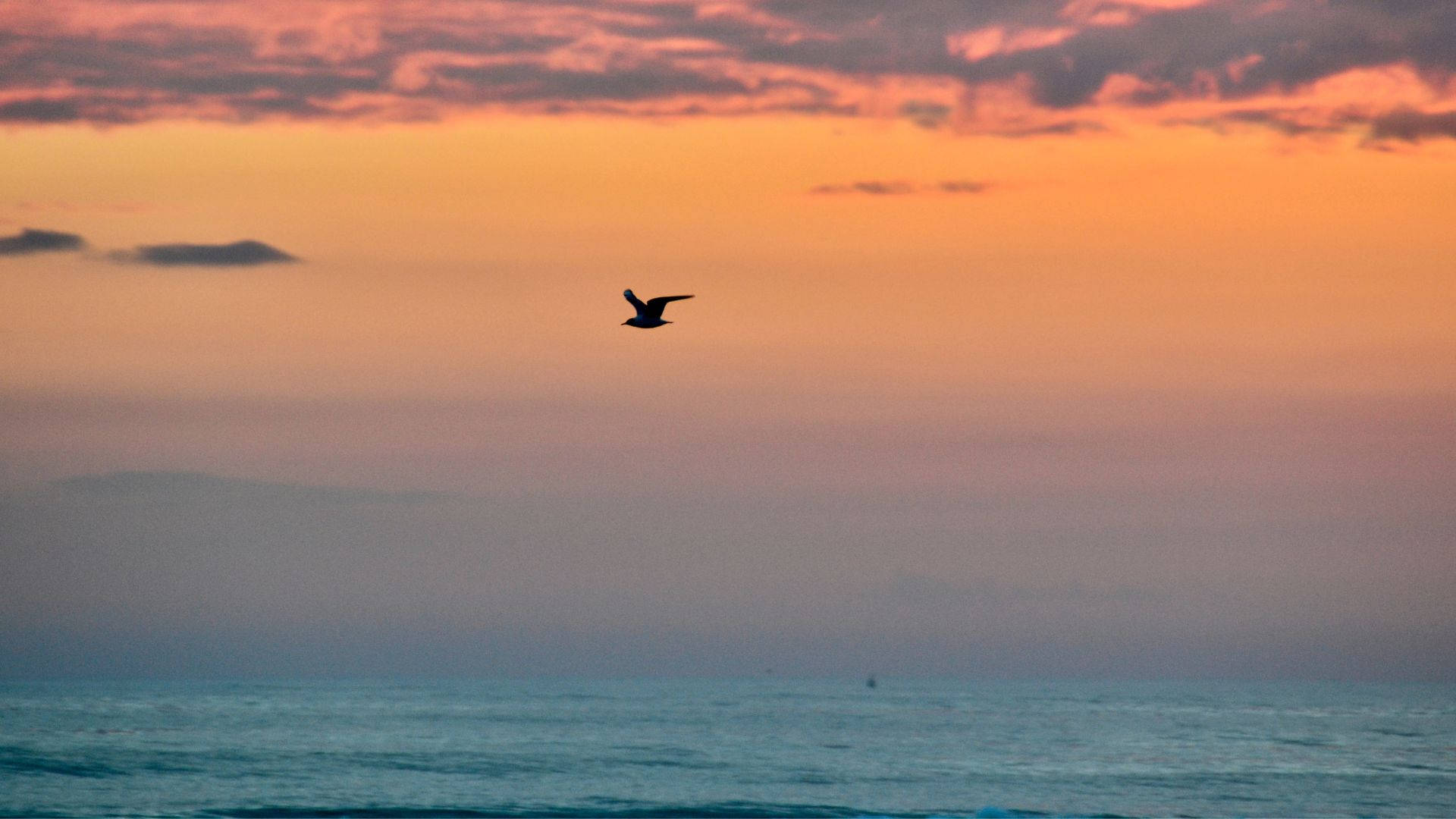 bird flying silhouette, beach sunrise, vibrant sunset sky, Full HD Desktop Wallpaper