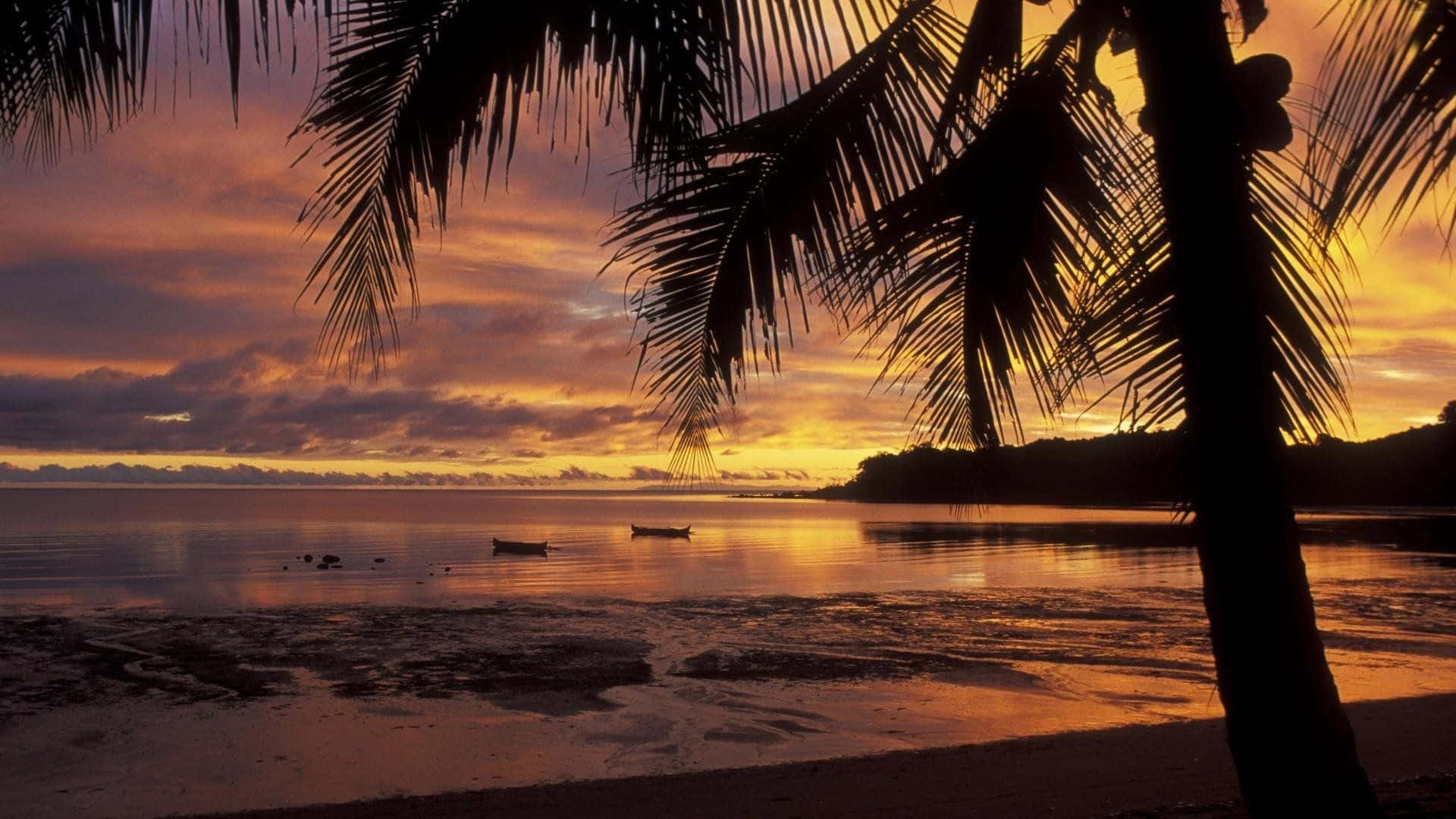 Beach Sunset Desktop, palm fronds, tropical beach, Full HD Desktop Wallpaper
