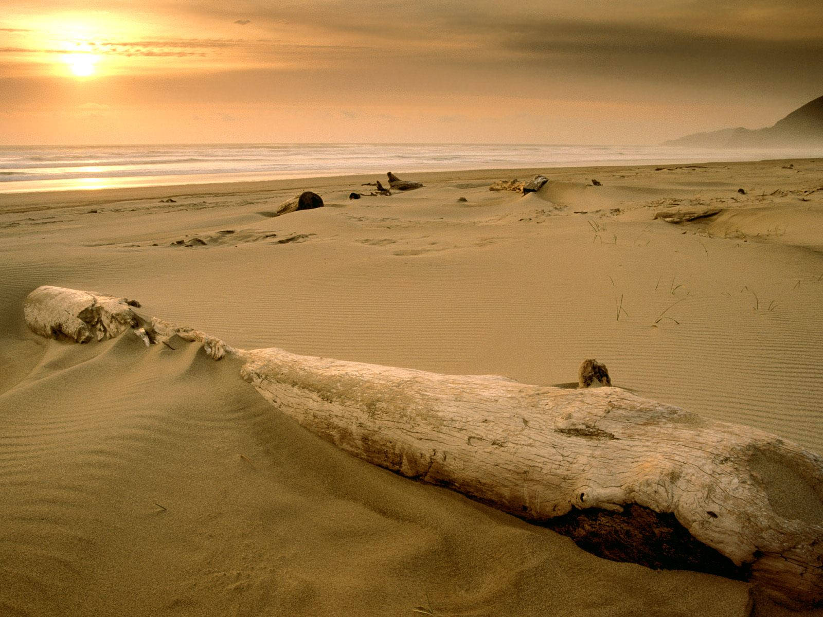 driftwood log, textured sand, golden sunset light, HD Desktop Wallpaper