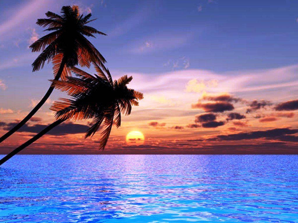 palm trees, bioluminescent beach, glowing blue ocean, SD Desktop Wallpaper