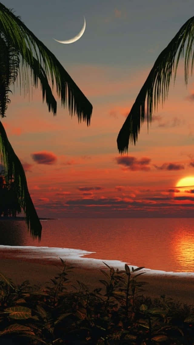 tropical sunset, palm fronds, glowing orange sea, SD Phone Wallpaper