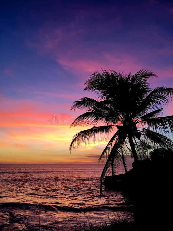 palm trees, tropical beach, sunset, SD Phone Wallpaper