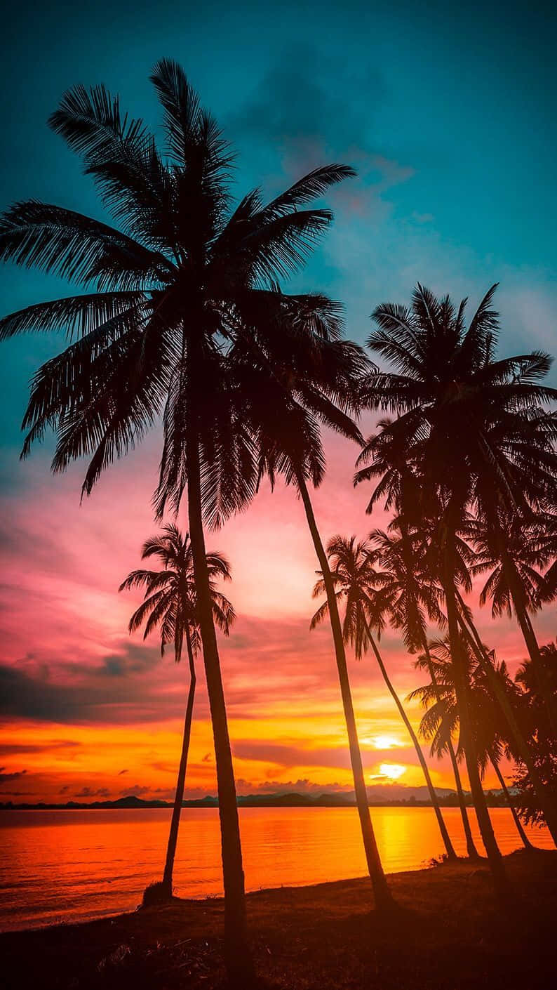 silhouette palm trees, vibrant sunset sky, fiery orange, HD Phone Wallpaper