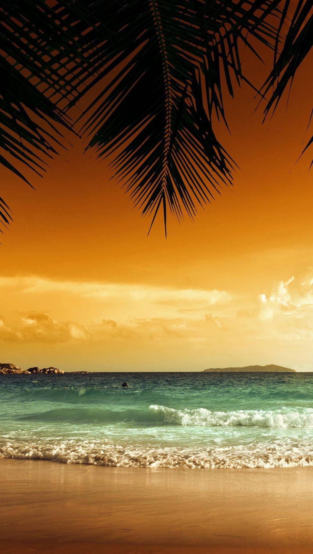 4K iPhone, coconut leaves, sunset, HD Phone Wallpaper
