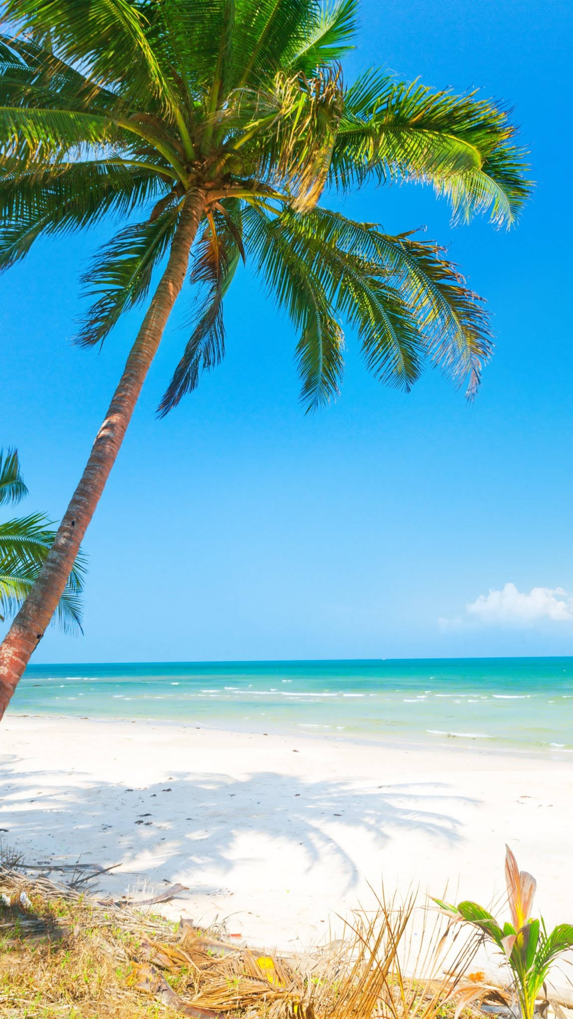 palm tree, white sand, turquoise waves, Full HD Phone Wallpaper