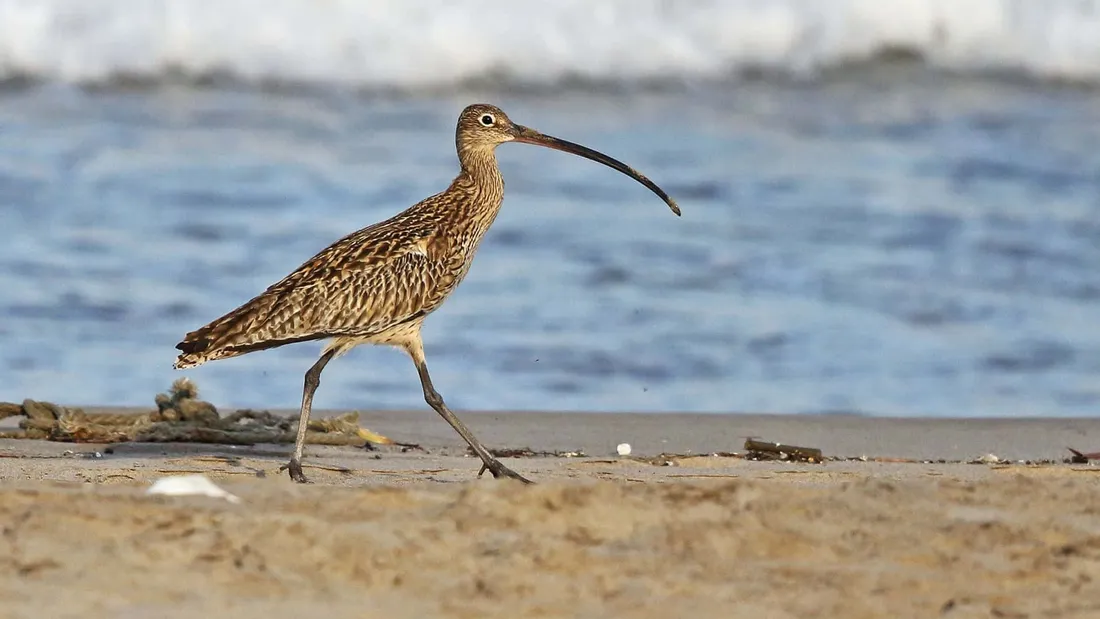 Beach Walk