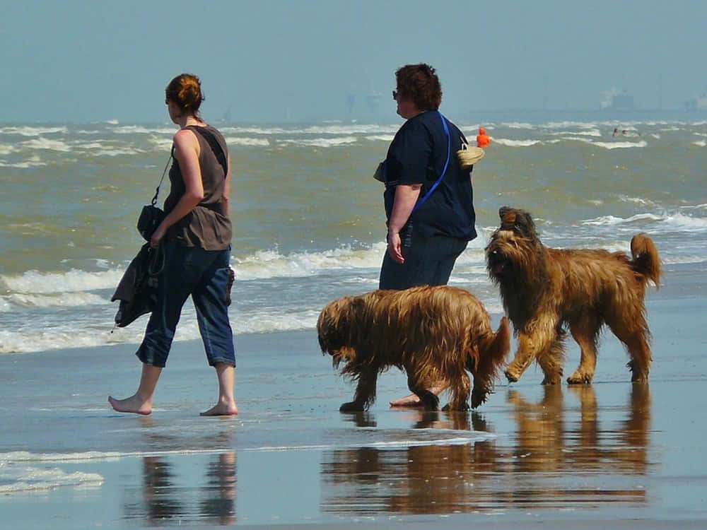 Beach Walk, wet sandy beach, waves roll in, SD Desktop Wallpaper