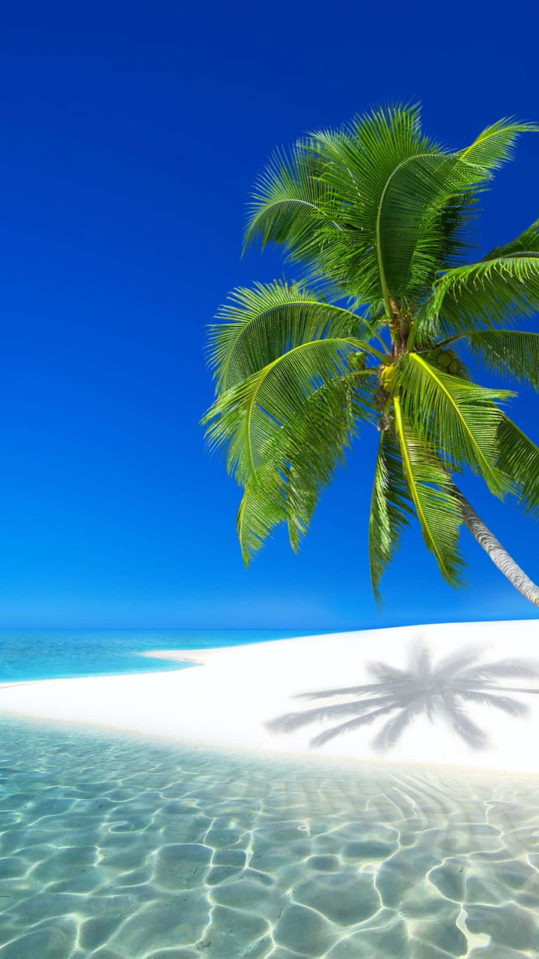palm tree, crystal clear turquoise water, pristine white sand, Full HD Phone Wallpaper