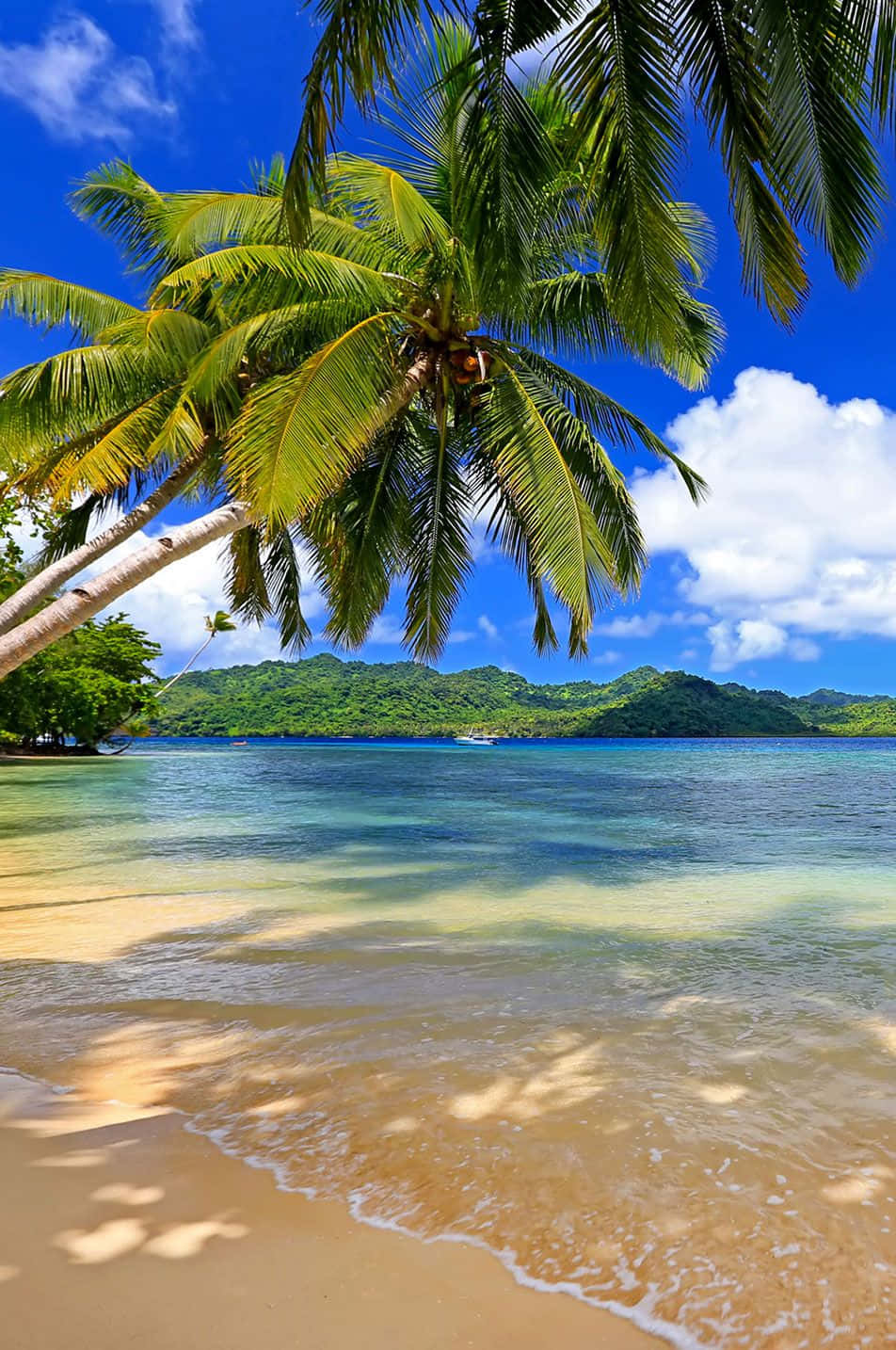 Beach Walk, tropical beach, palm trees, HD Phone Wallpaper