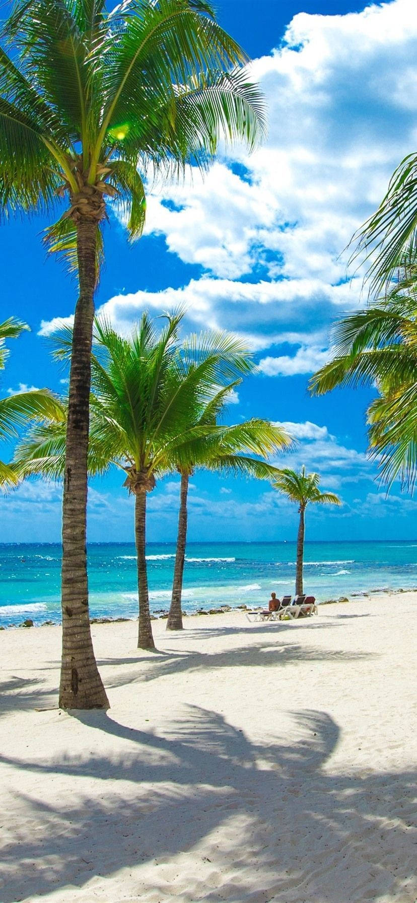 4K, iPhone, coconut trees, HD Phone Wallpaper
