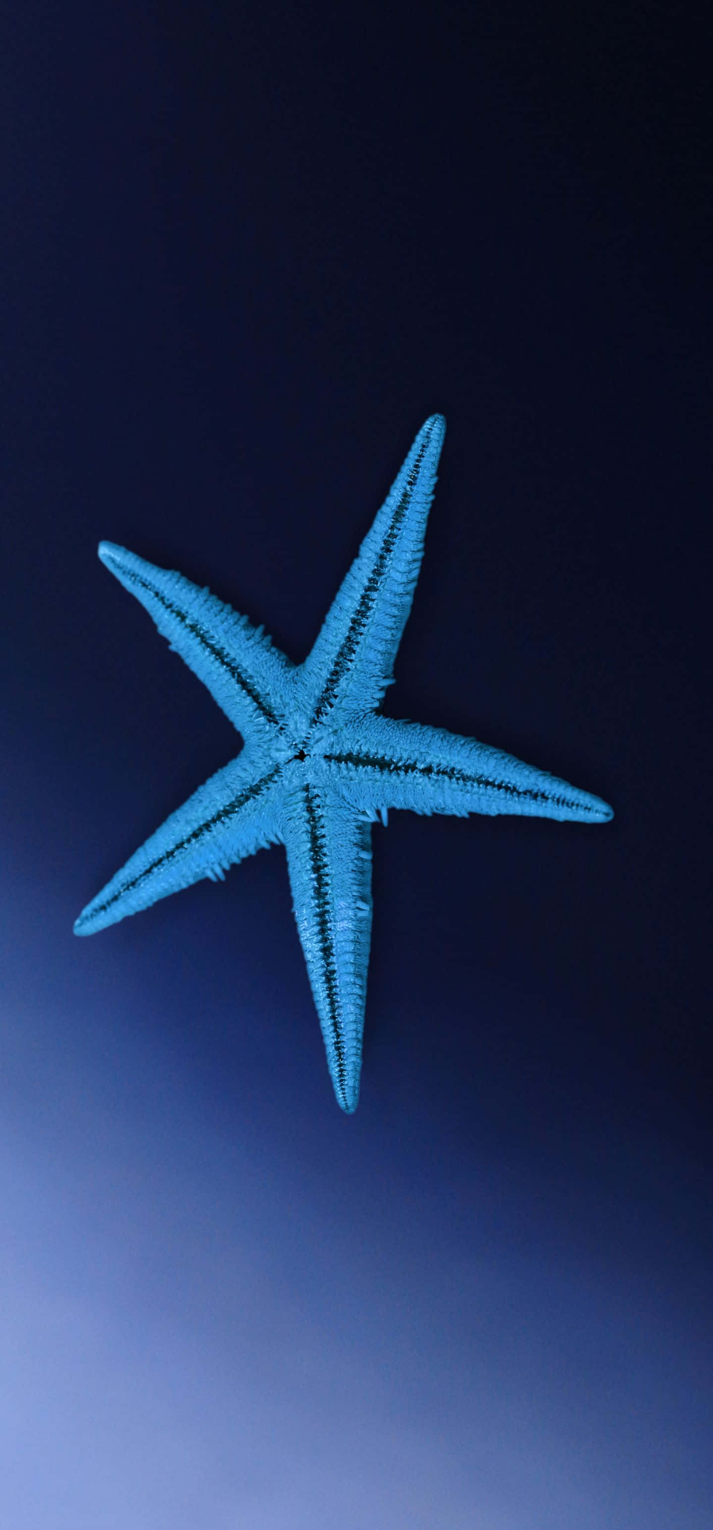 glowing blue starfish, textured arms, gradient ocean blue background, 2K Phone Wallpaper