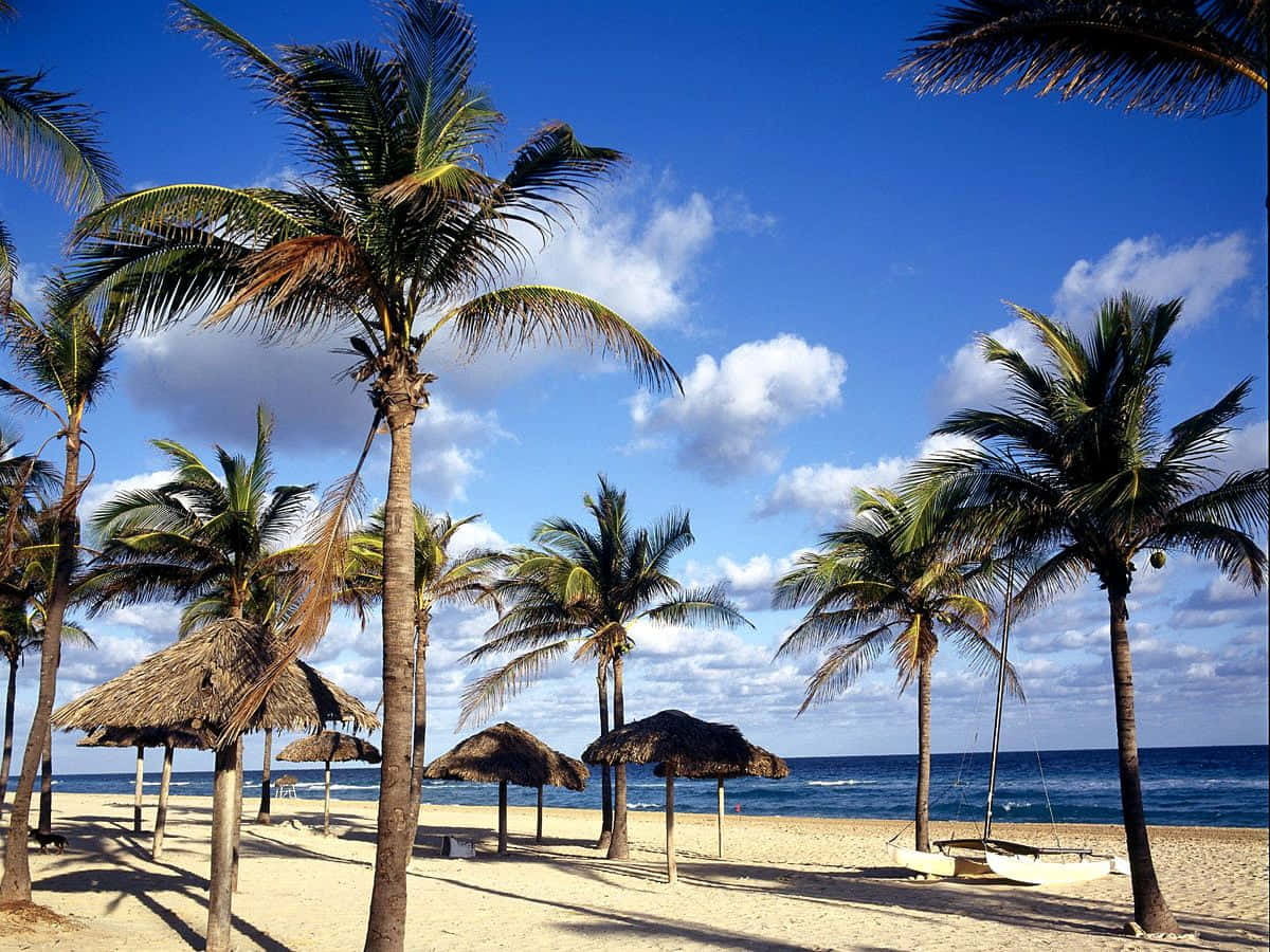 beach getaway, tall palm trees, thatched umbrellas, SD Desktop Wallpaper