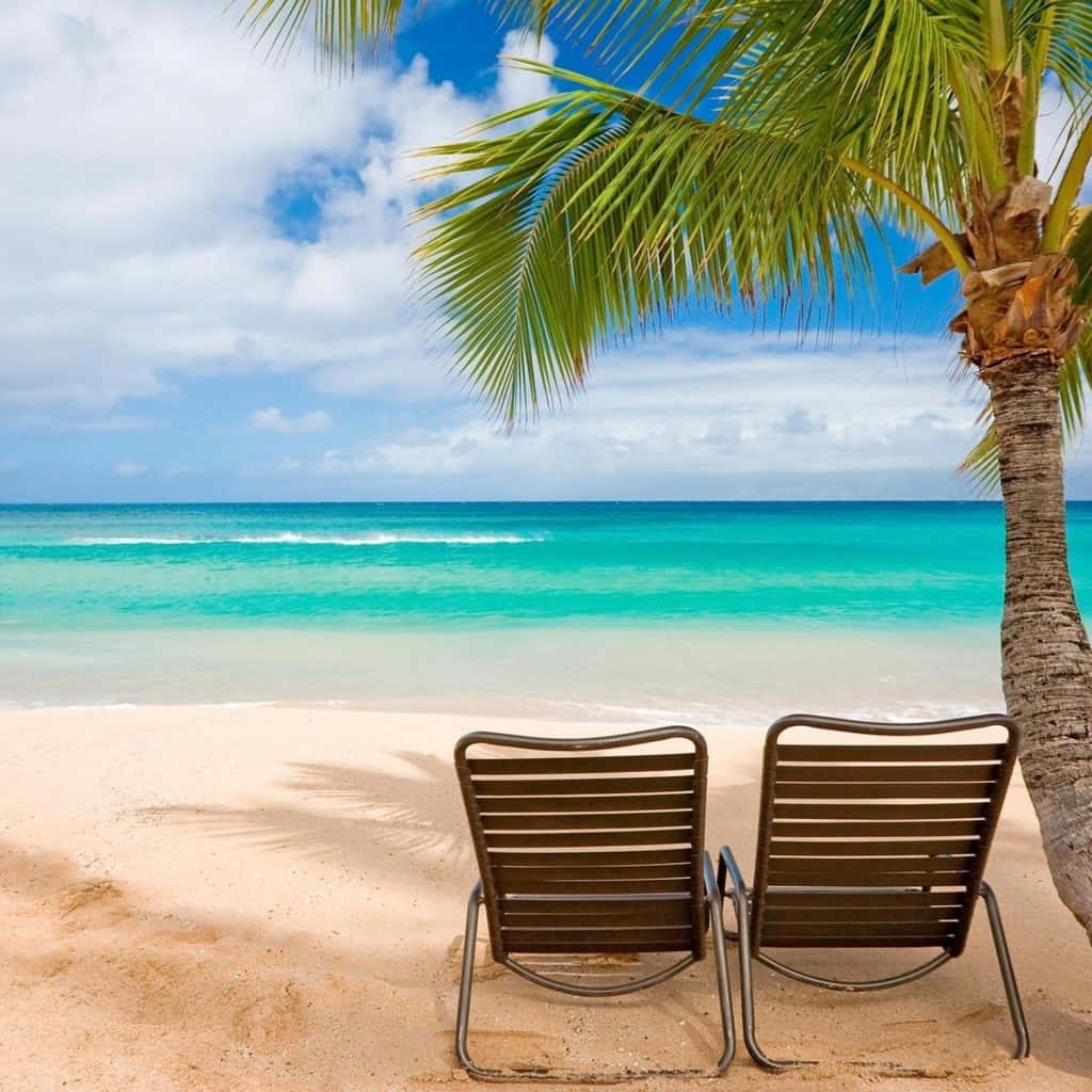 beach getaway, lounge chairs, palm tree, SD Desktop Wallpaper