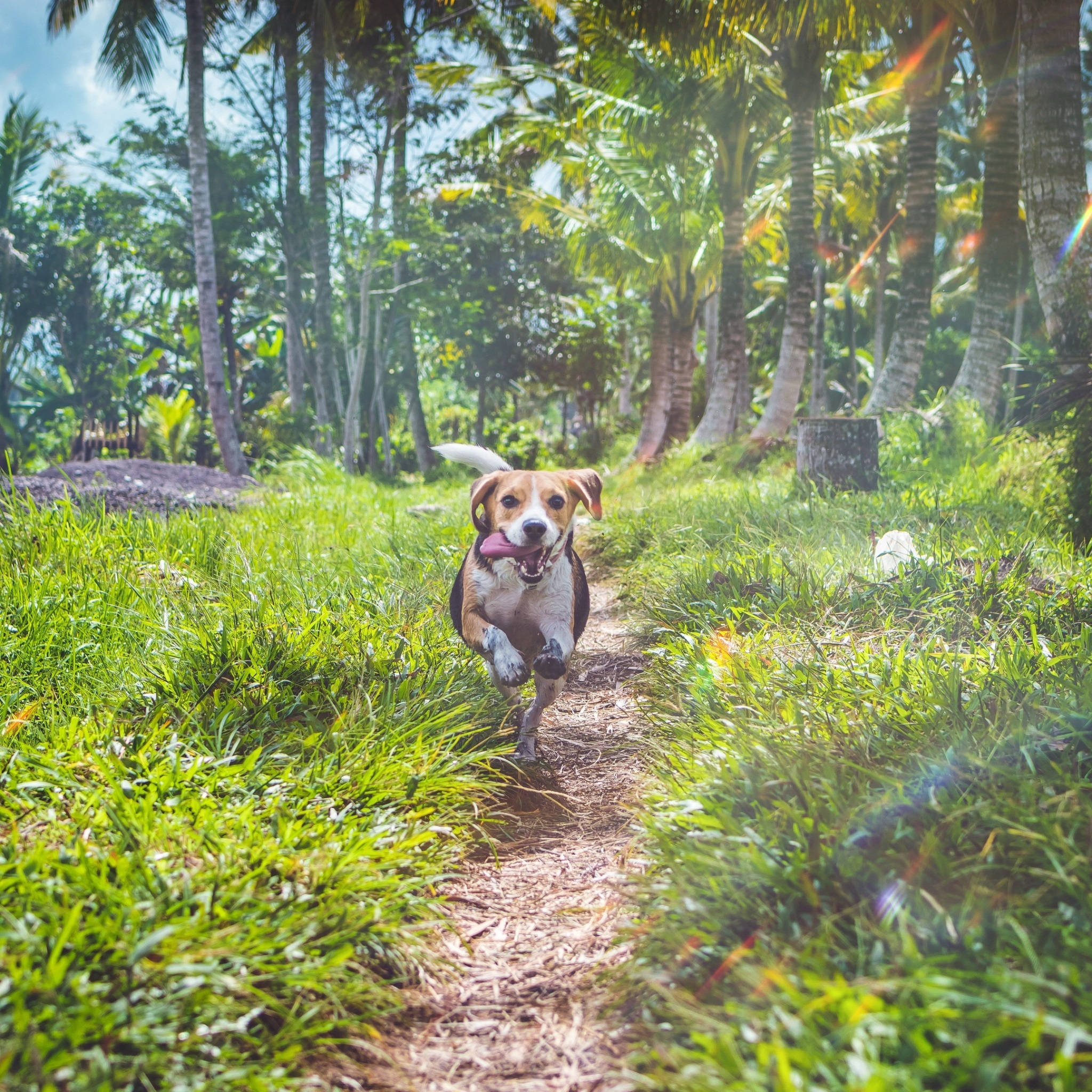 beagle dog, sunlit dirt path, lush green grass, Full HD Desktop Wallpaper