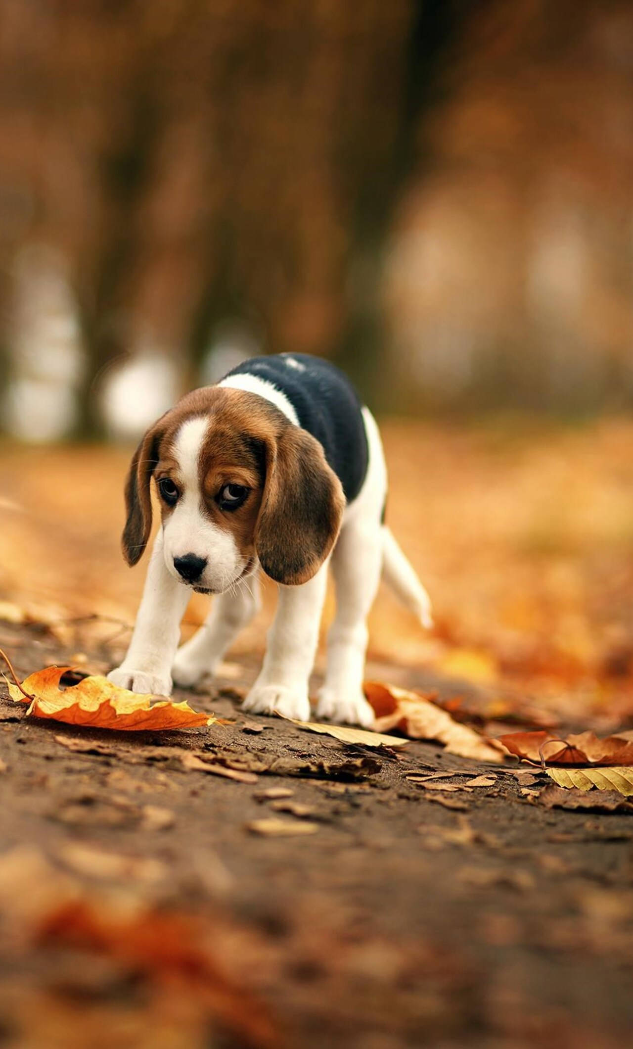 beagle dog, autumn season, forest floor, Full HD Phone Wallpaper