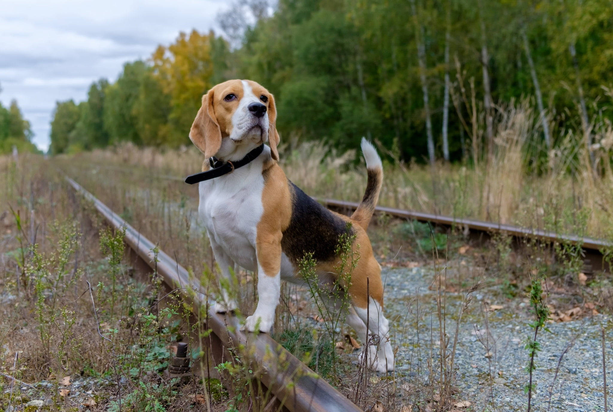 beagle dog, railroad track, autumn foliage, Full HD Desktop Wallpaper