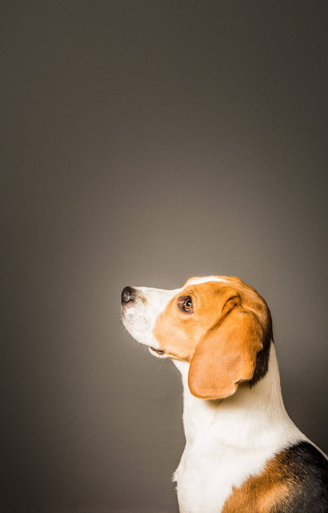 beagle dog, white tan and black fur, muted gray studio backdrop, HD Phone Wallpaper