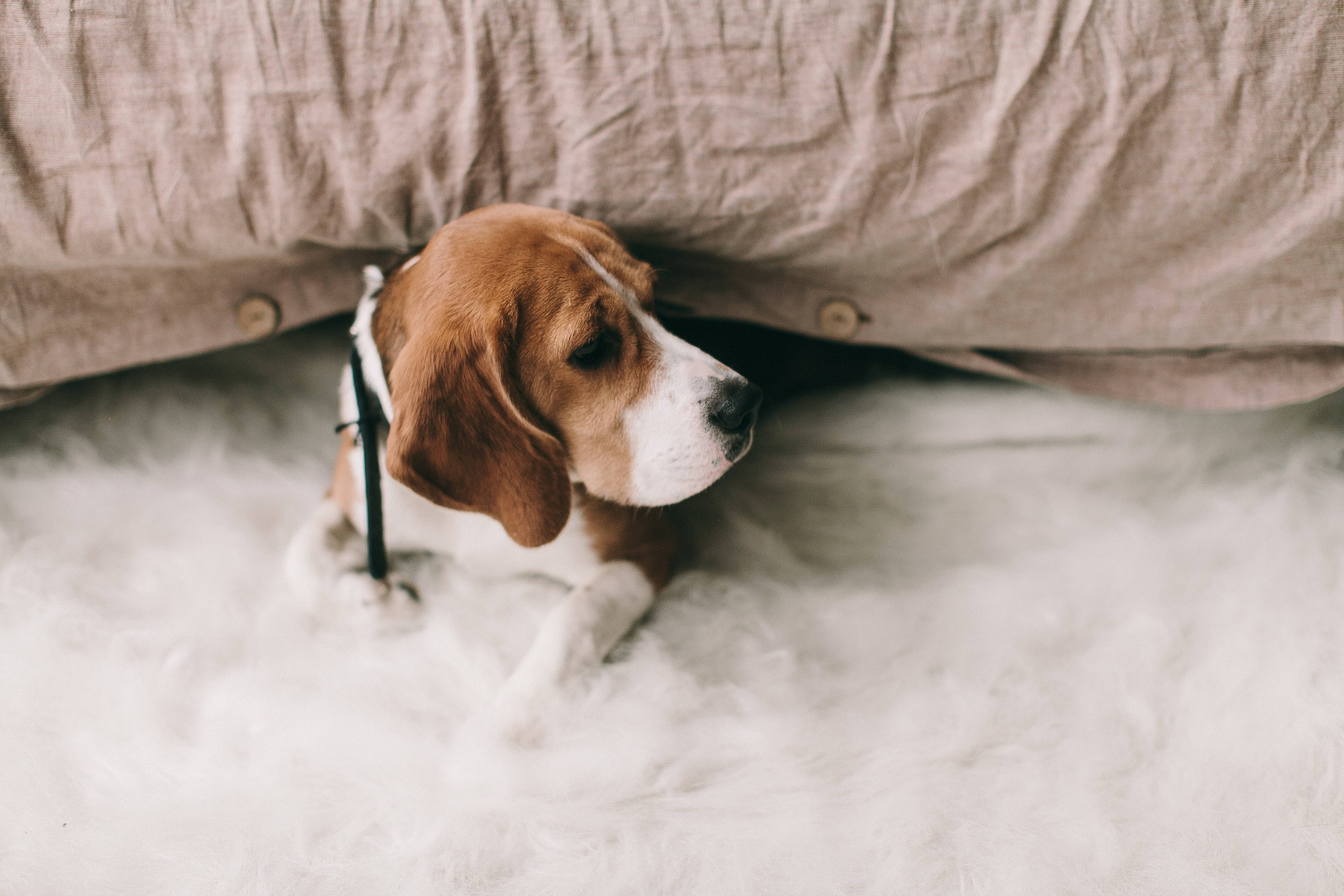 beagle dog, floppy ears, beige bedspread, 4K Desktop Wallpaper