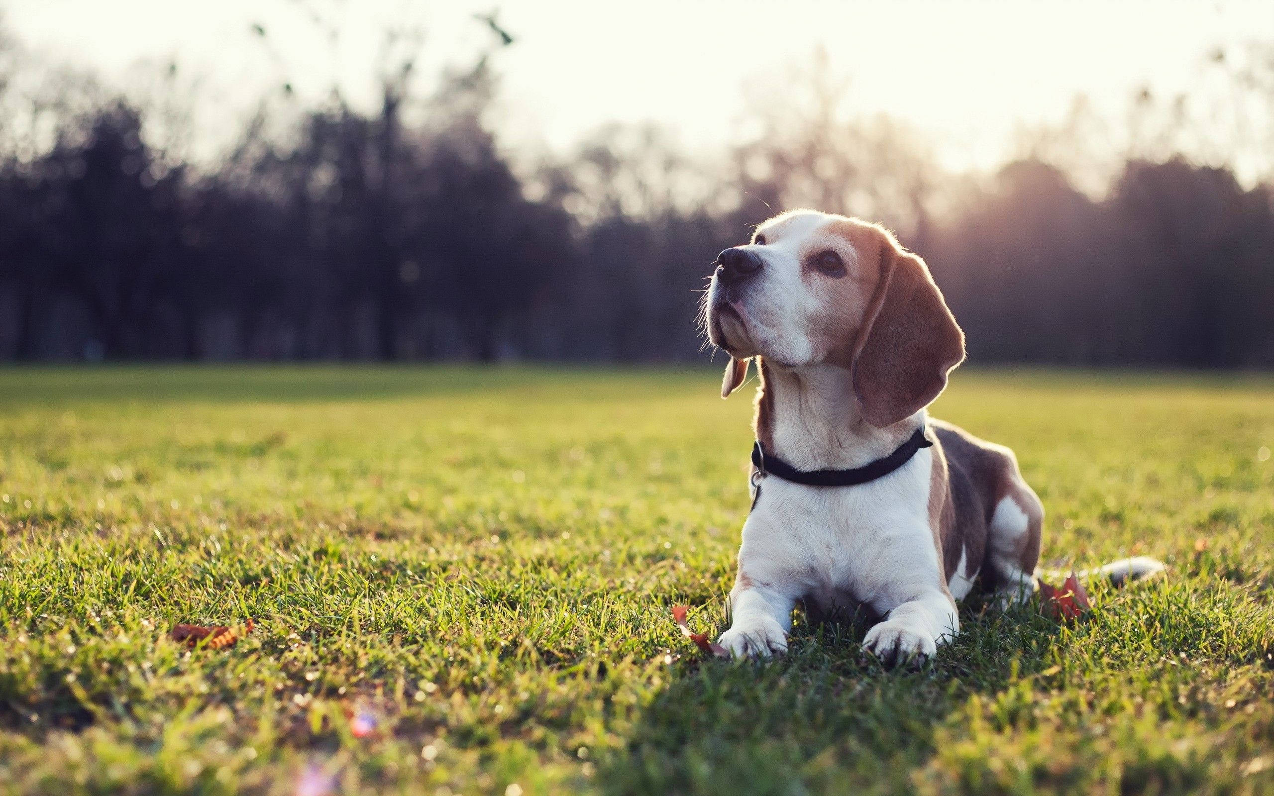 Beagle Dog, sunset, sunlit grass, 2K Desktop Wallpaper