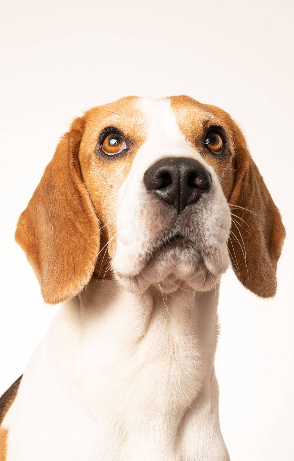 beagle dog, brown and white fur, amber eyes, HD Phone Wallpaper