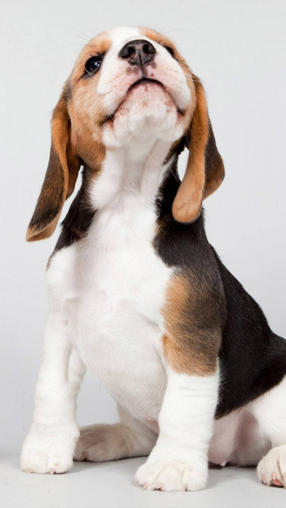 beagle dog puppy, floppy ears, upright, HD Phone Wallpaper